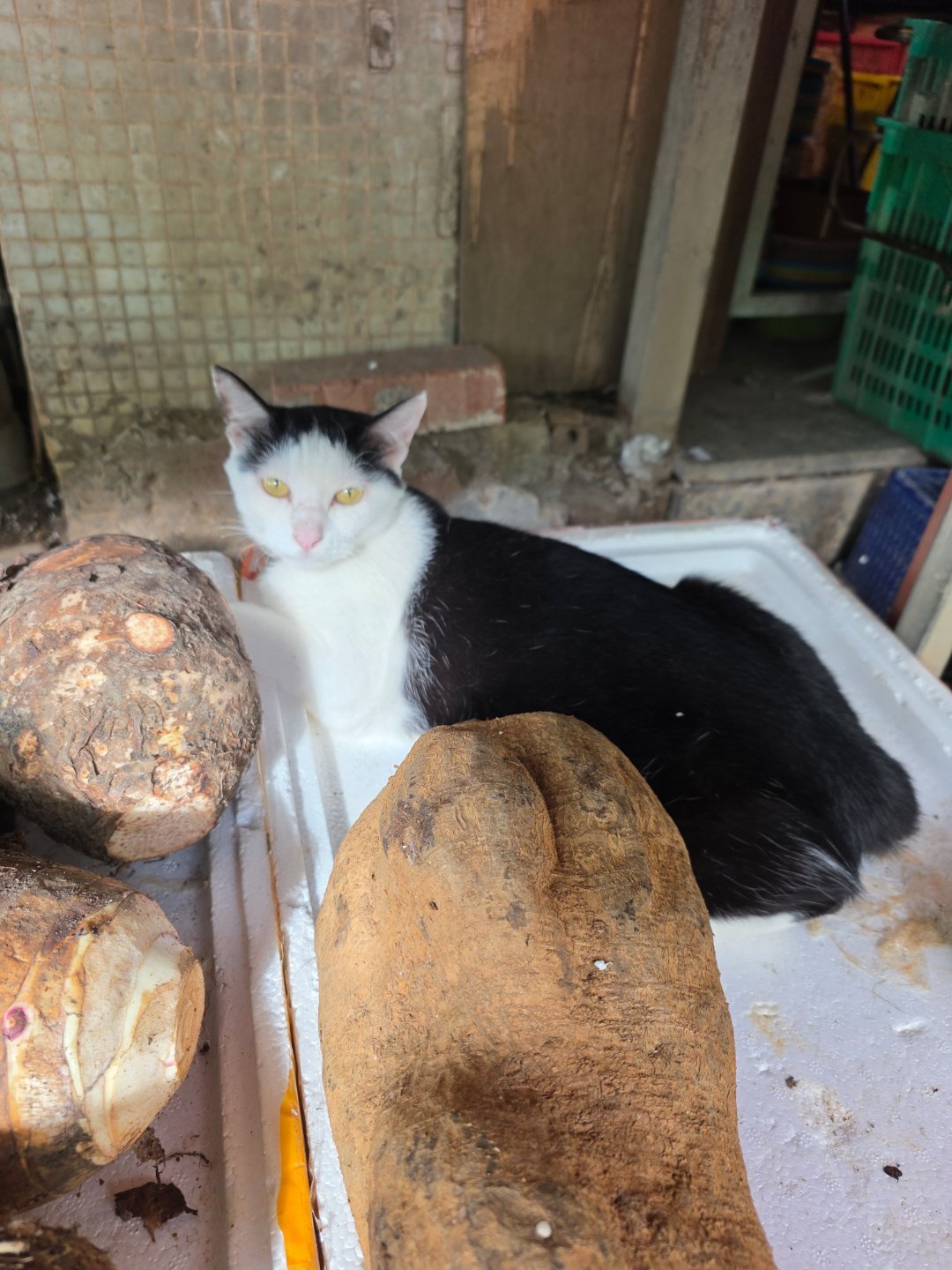 🐱老板！我是带着诚意来买菜的🥺 问你菜怎么卖，怎么突然凶我，人家超委屈的！ 