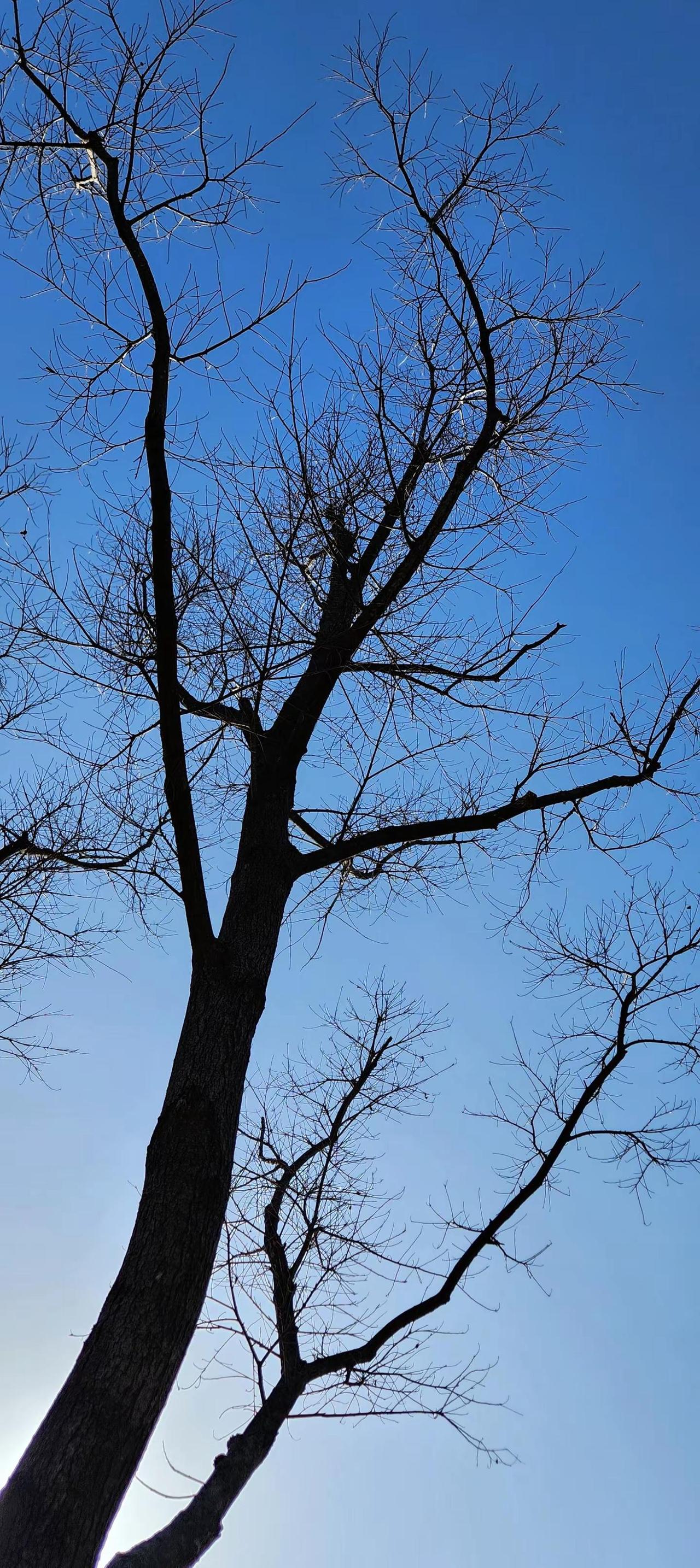 我也配个树杈 看了记得回礼
