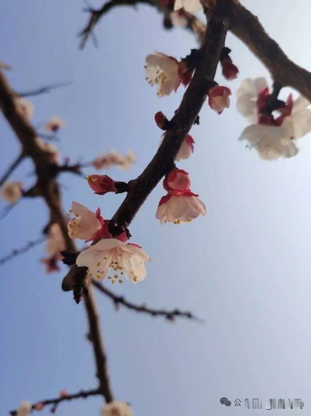 高纪明(山东)
眼儿媚·风动河边柳丝长
风动河边柳丝长。园上杏花香。一帘春色，满