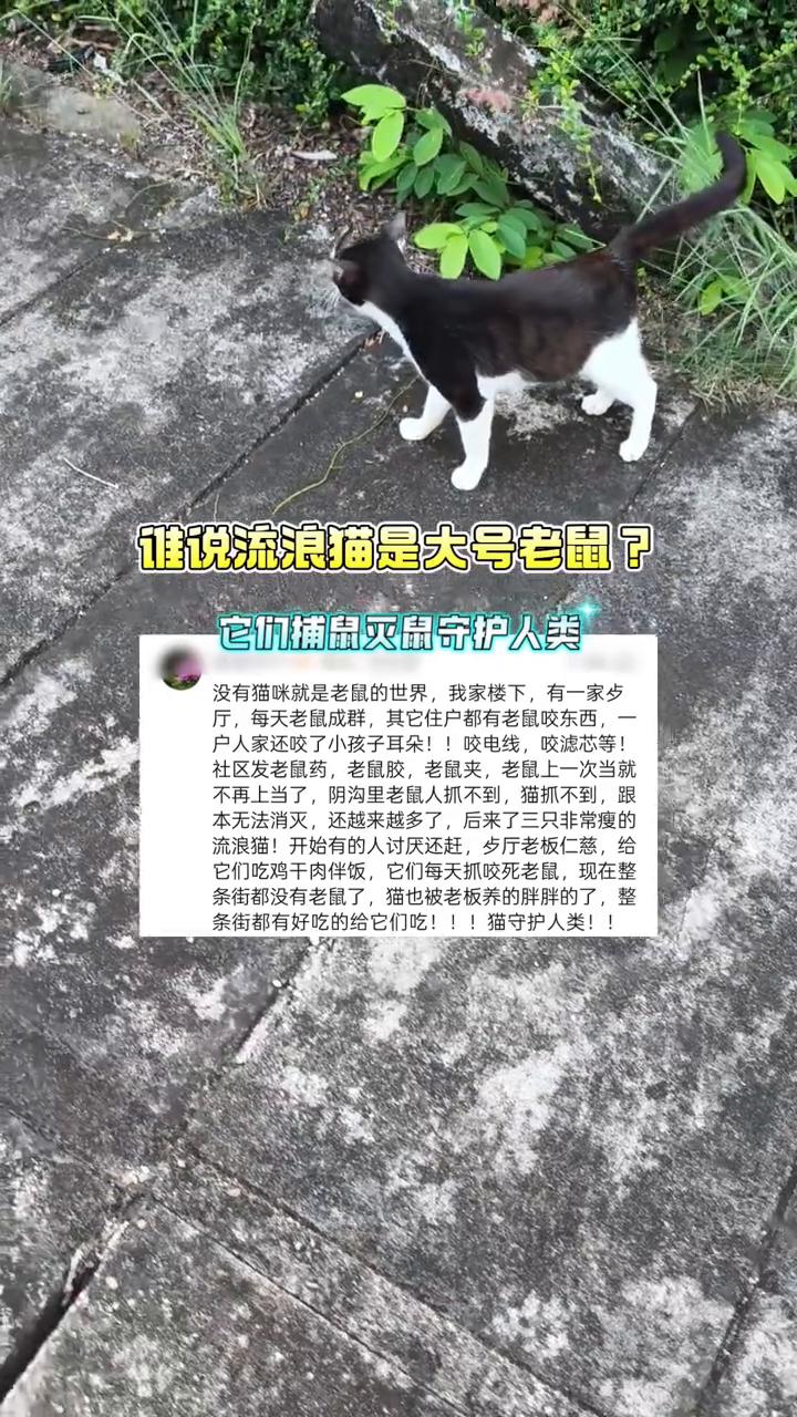 谁说流浪猫是大号老鼠？它们捕鼠灭鼠守护人类。
没有猫咪就是老鼠的世界，我家楼下有