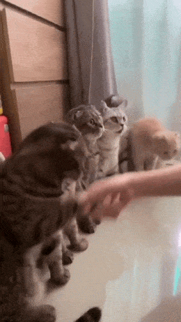 猫猫：握手就给小鱼干是吗 ​​​