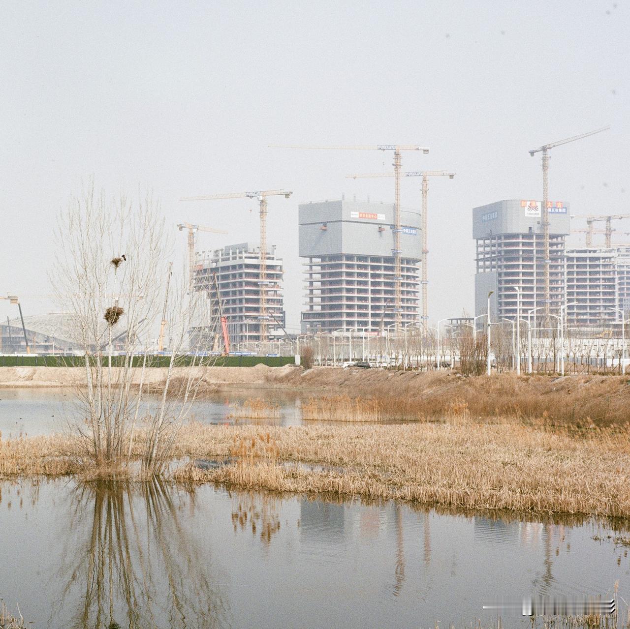 一巢守故水，万楼筑新家。2026年3月，河北雄安新区金融岛附近，一只鸟在筑巢。