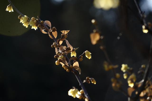 景山蜡梅开，扮靓中轴线