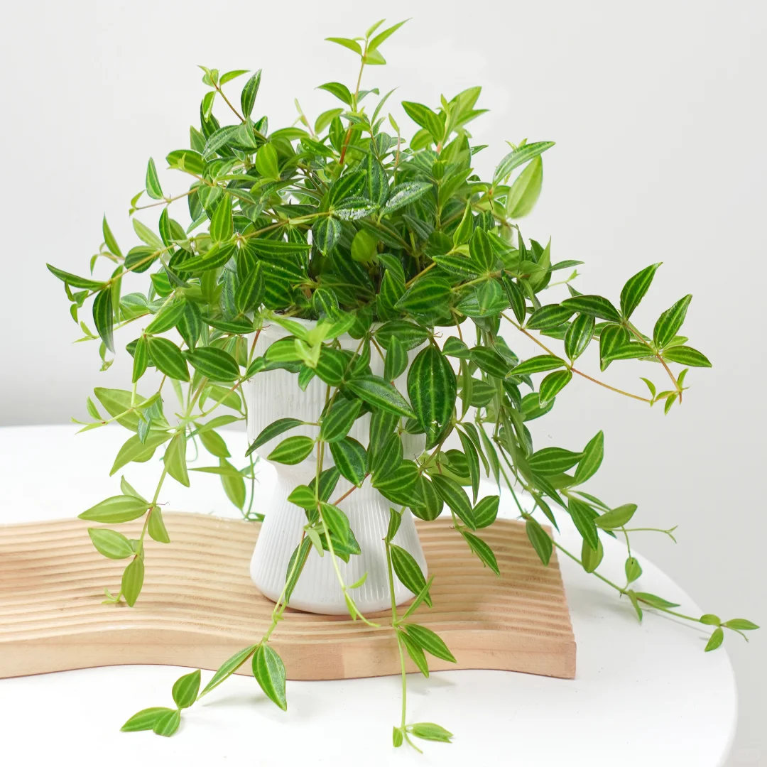 钻石翡翠吊兰🌿水培攻略