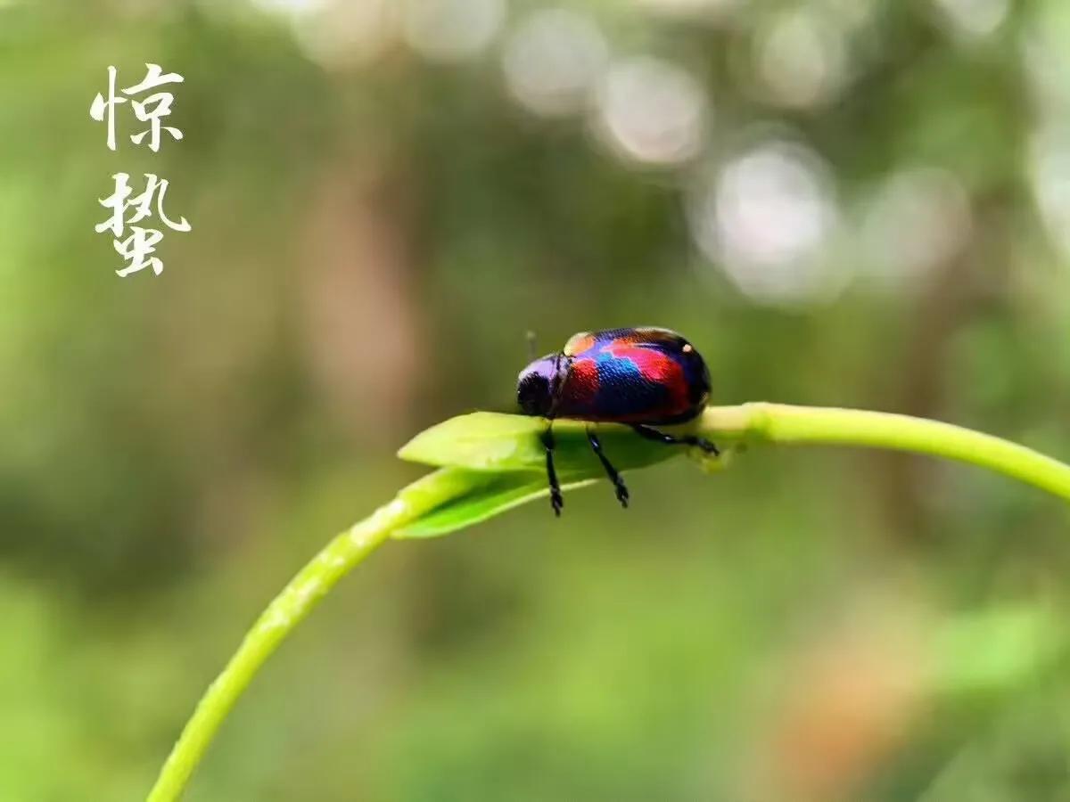 《惊蛰》

惊 动 破 春 梦，
蜇 起 萌 春 声。
物 盼 喜 春 雨，
复