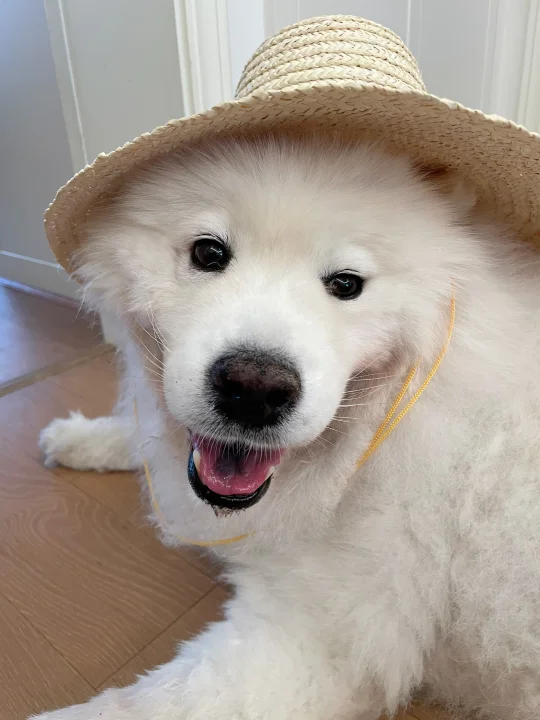 小狗也要靠劳动来过生活！