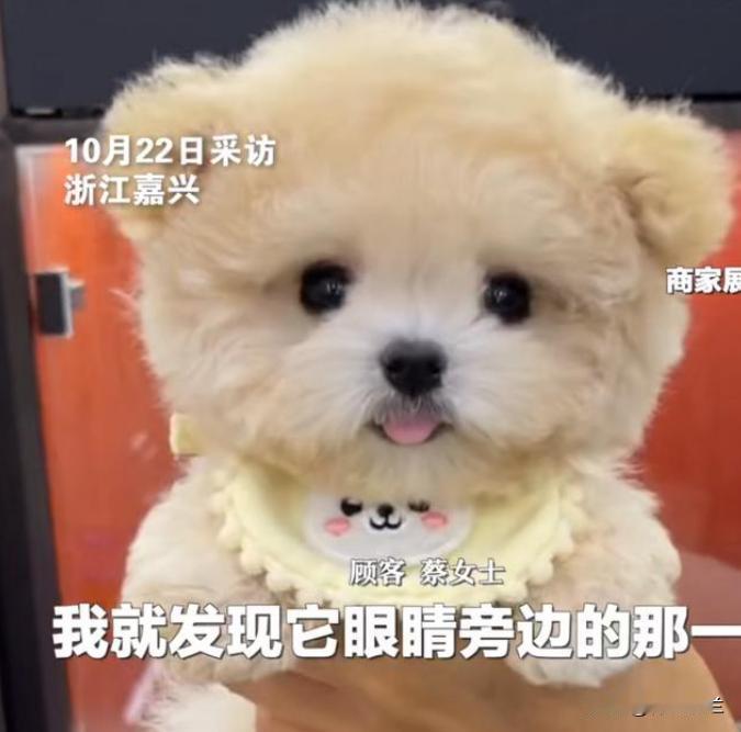 整容风吹到了宠物界？浙江嘉兴一位网友称，自己在一家有着500万粉丝账号的犬舍花费