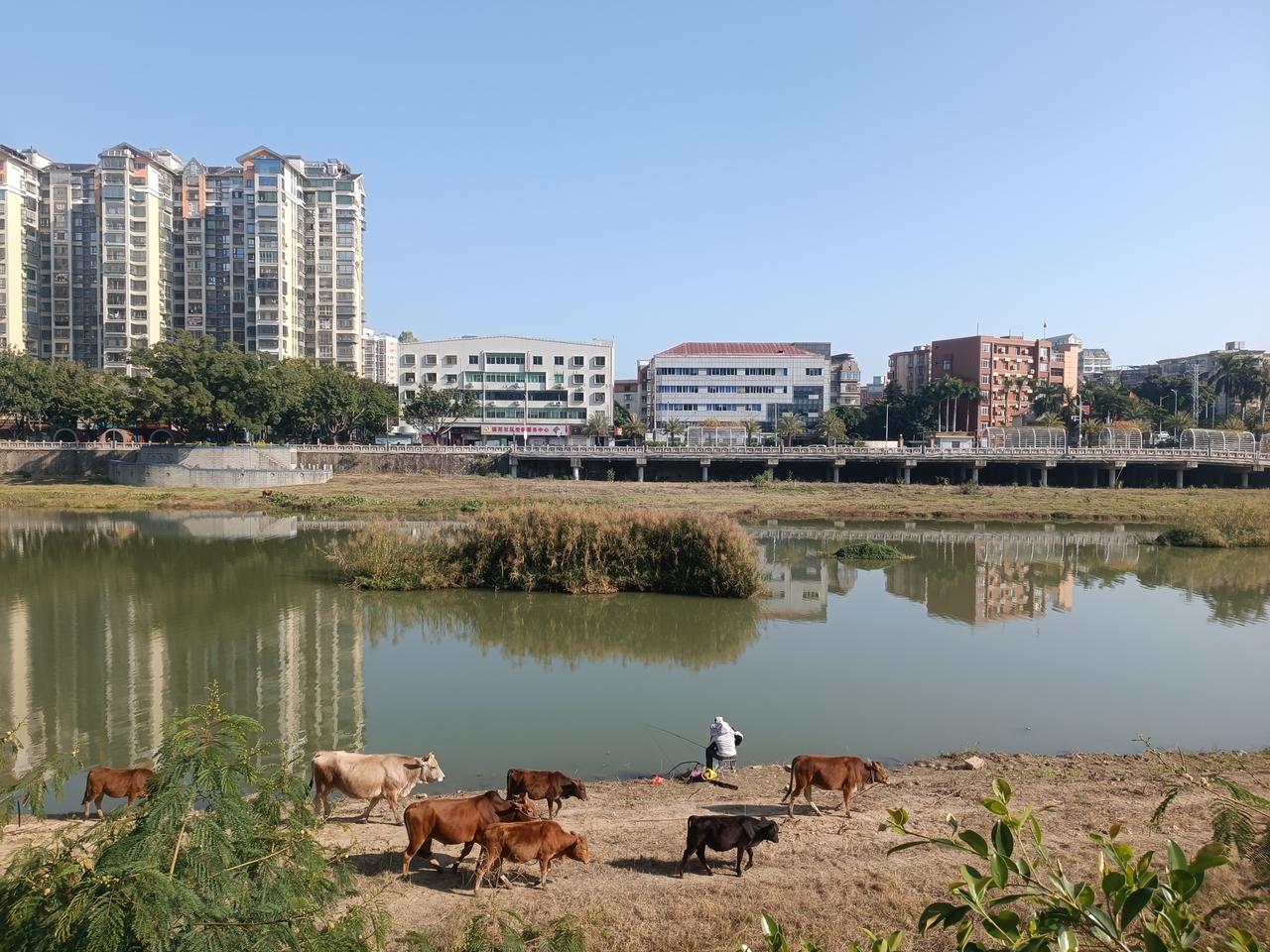 都市里的田园风光竟在不经意间显现在你眼前。一张照片里，有成群结队的牛，有专心致志