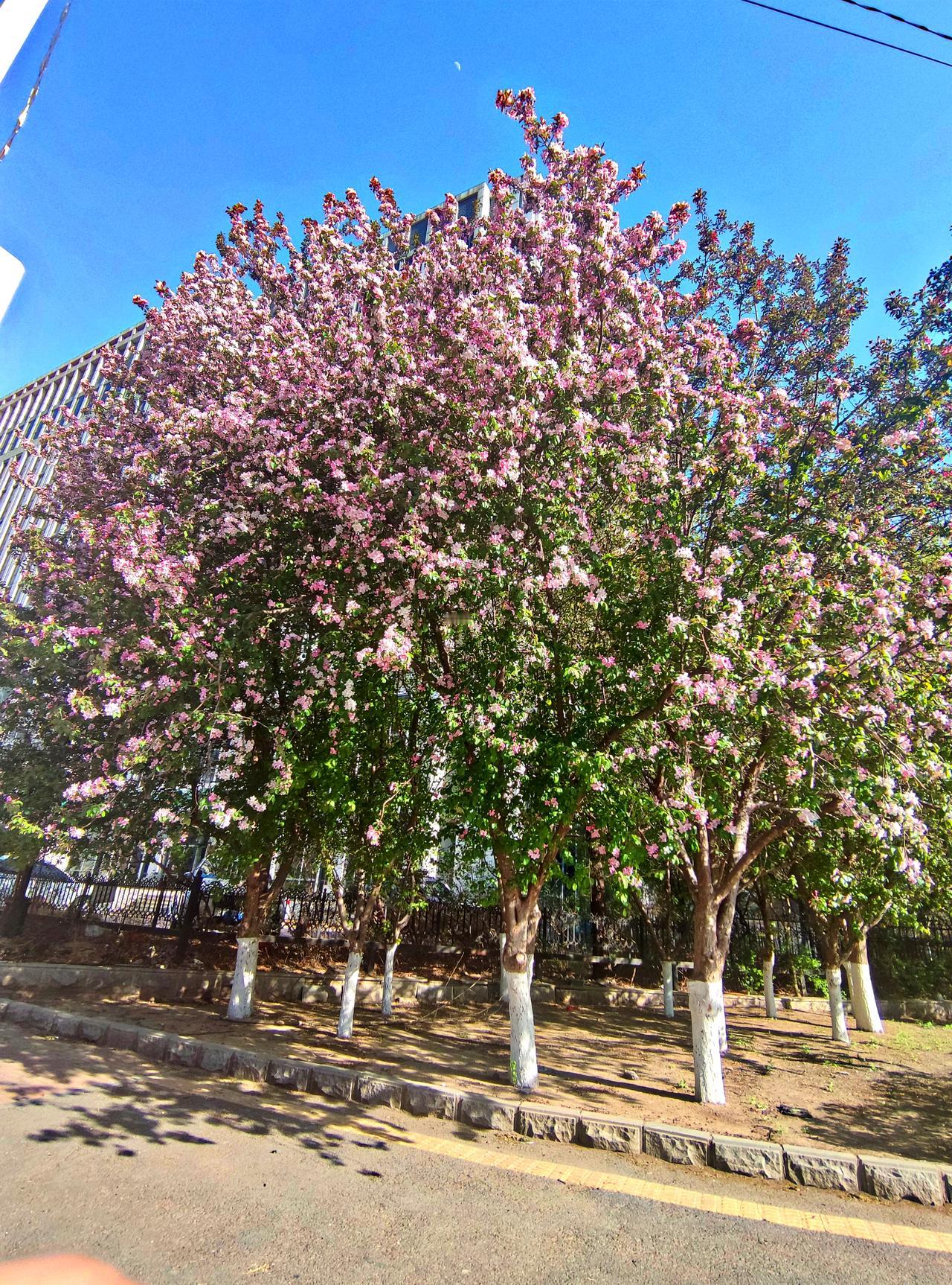 路边的“海棠"也美丽
   昨日去位于沈阳浑南的长白万象汇，看见路边的海棠花盛开
