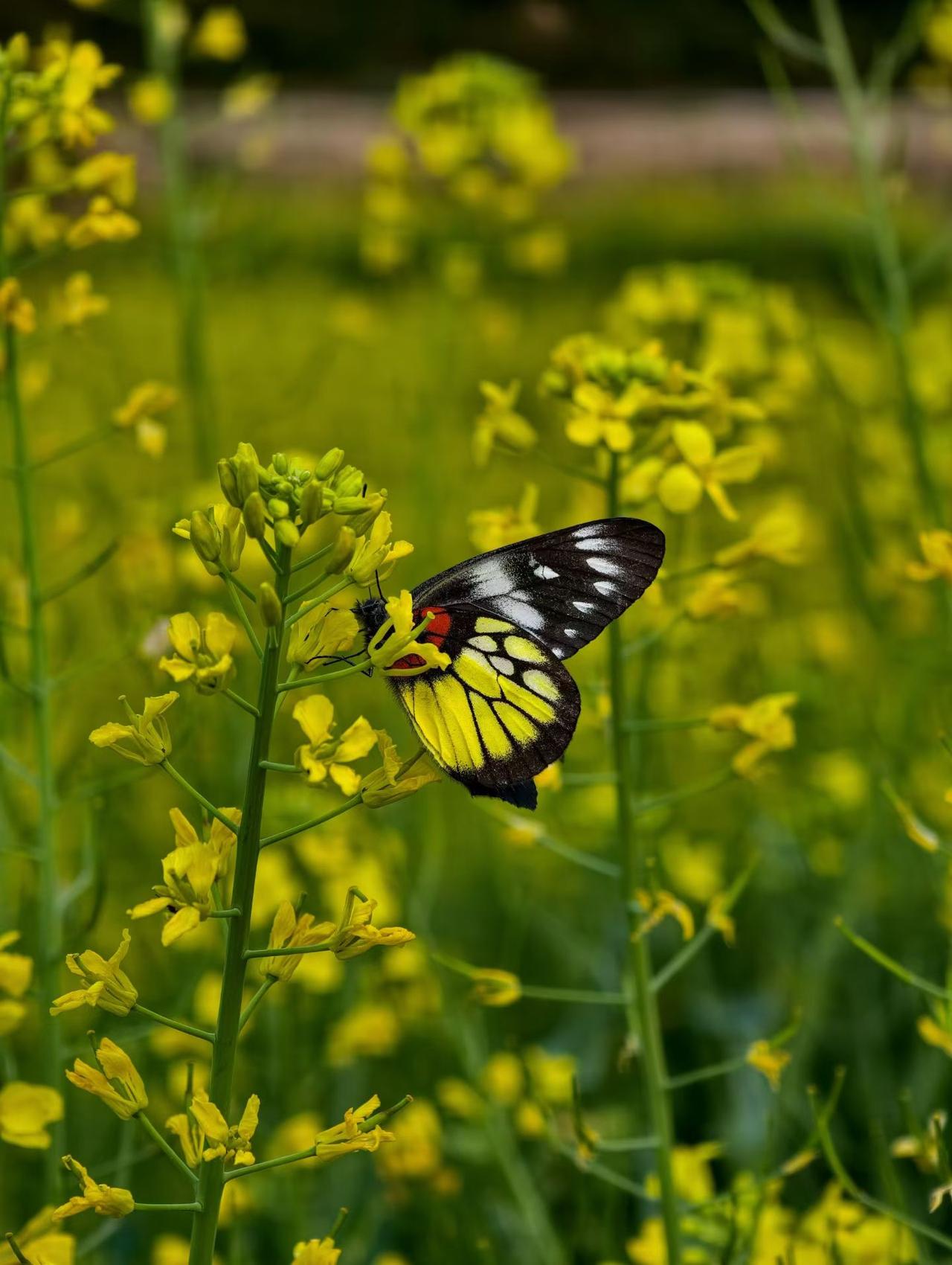 《花田遇蝶》
 
风掠过田埂时，漫野的油菜花便漾开一片温柔的金黄。
 
一只蝴蝶