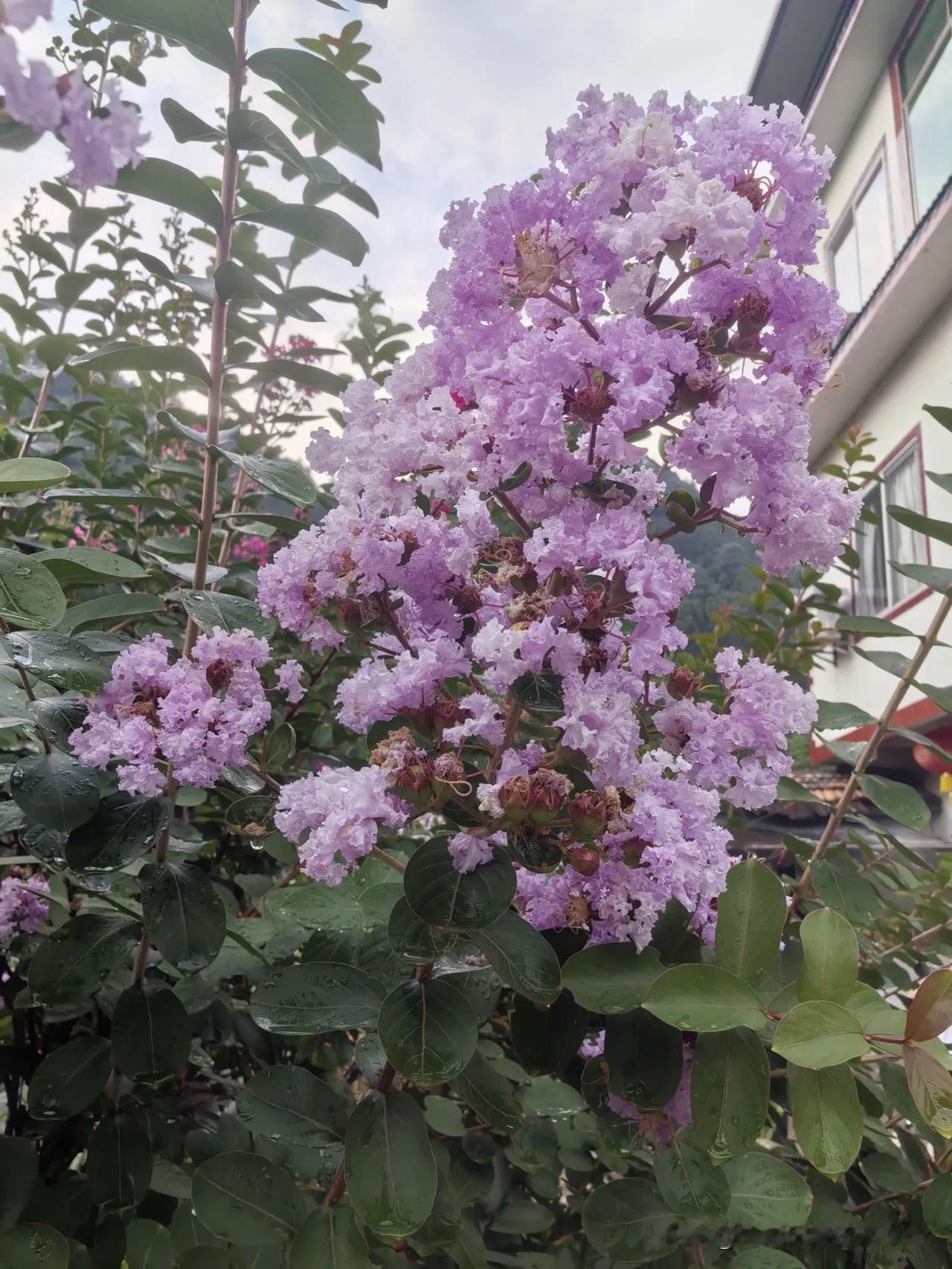 今天8月23号，处暑。
说句实话，成都今年夏天酷热天气不算多，除了7月份19天超