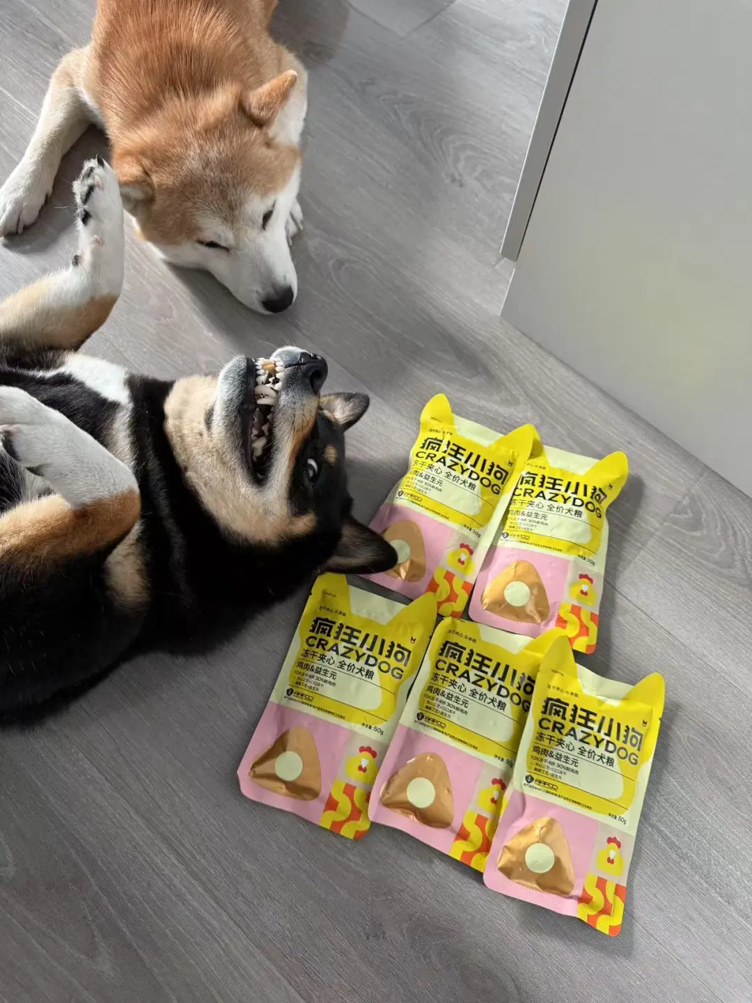 🐶：开饭开饭啥时候开饭啊