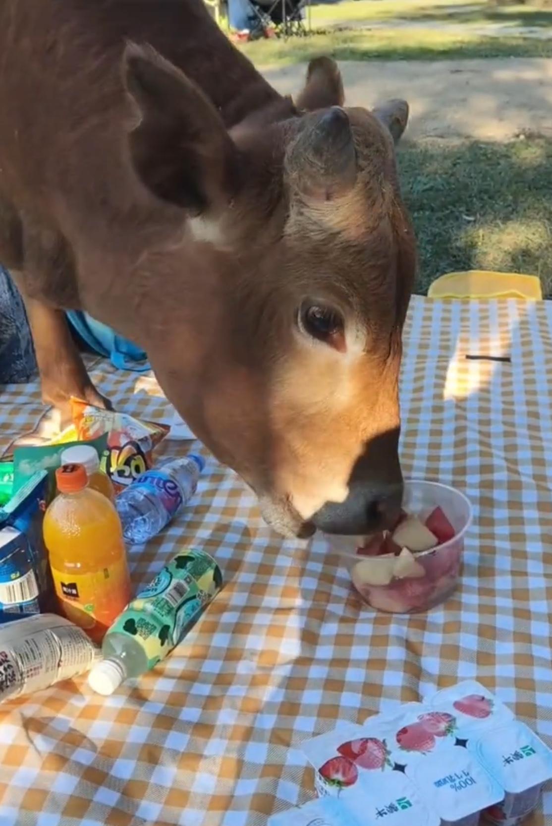 【玉林某景区变养牛场游客的东西被牛吃】

11月23日，网友爆料称：玉林的某景区