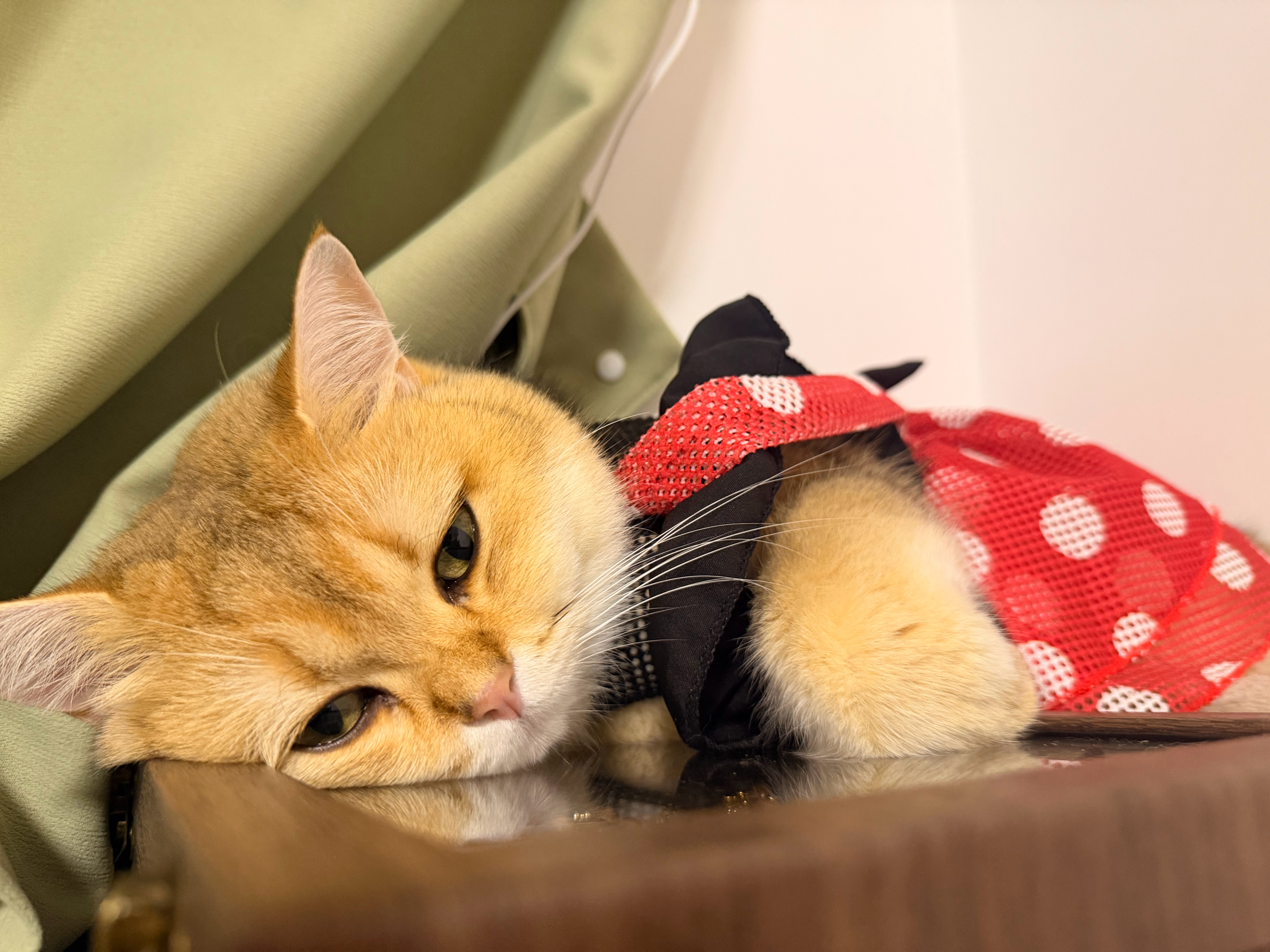 怎么会有那么可爱的喵喵🐱 ​​​