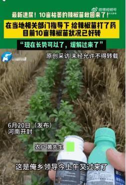 靠天吃饭，河南开封，一农户面对自家十亩地里成片耷拉着脑袋、枯黄濒死的辣椒苗，急得