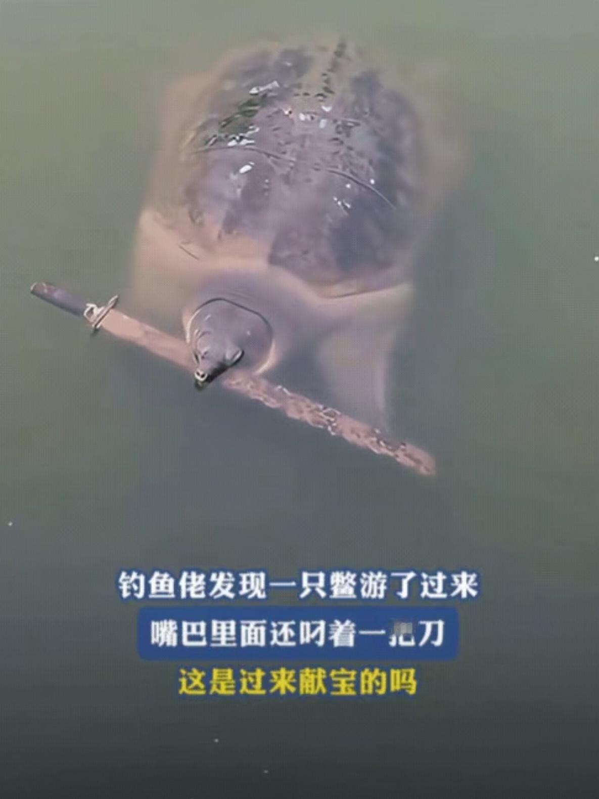 广东一男子在外钓鱼时，竟然有一只甲鱼主动送上门，他还以为自己运气爆棚碰上天降横财
