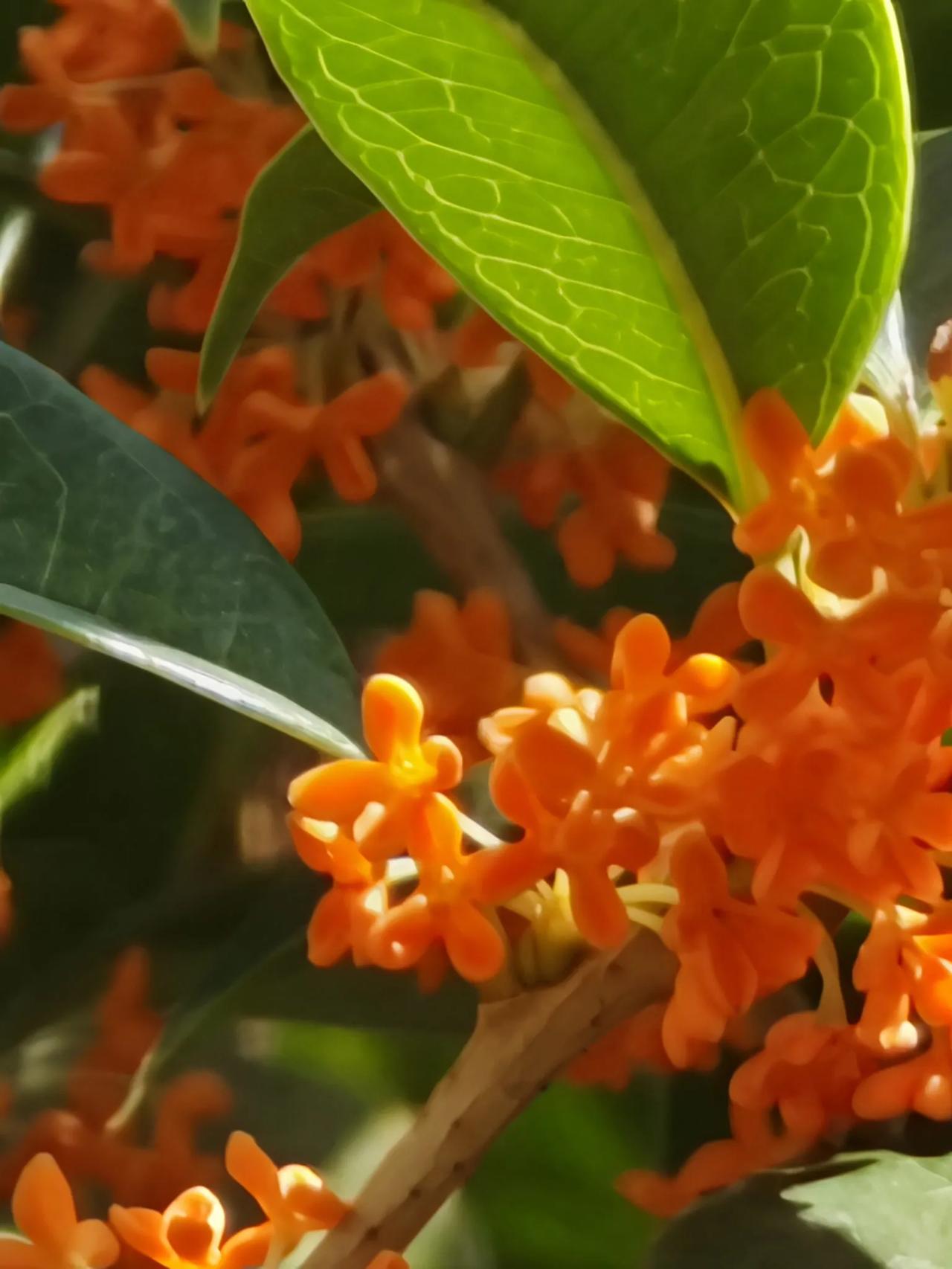 #看看你手机相册里的桂花#八月桂花九月开，我已经发过一次桂花了，今天再发一次感受