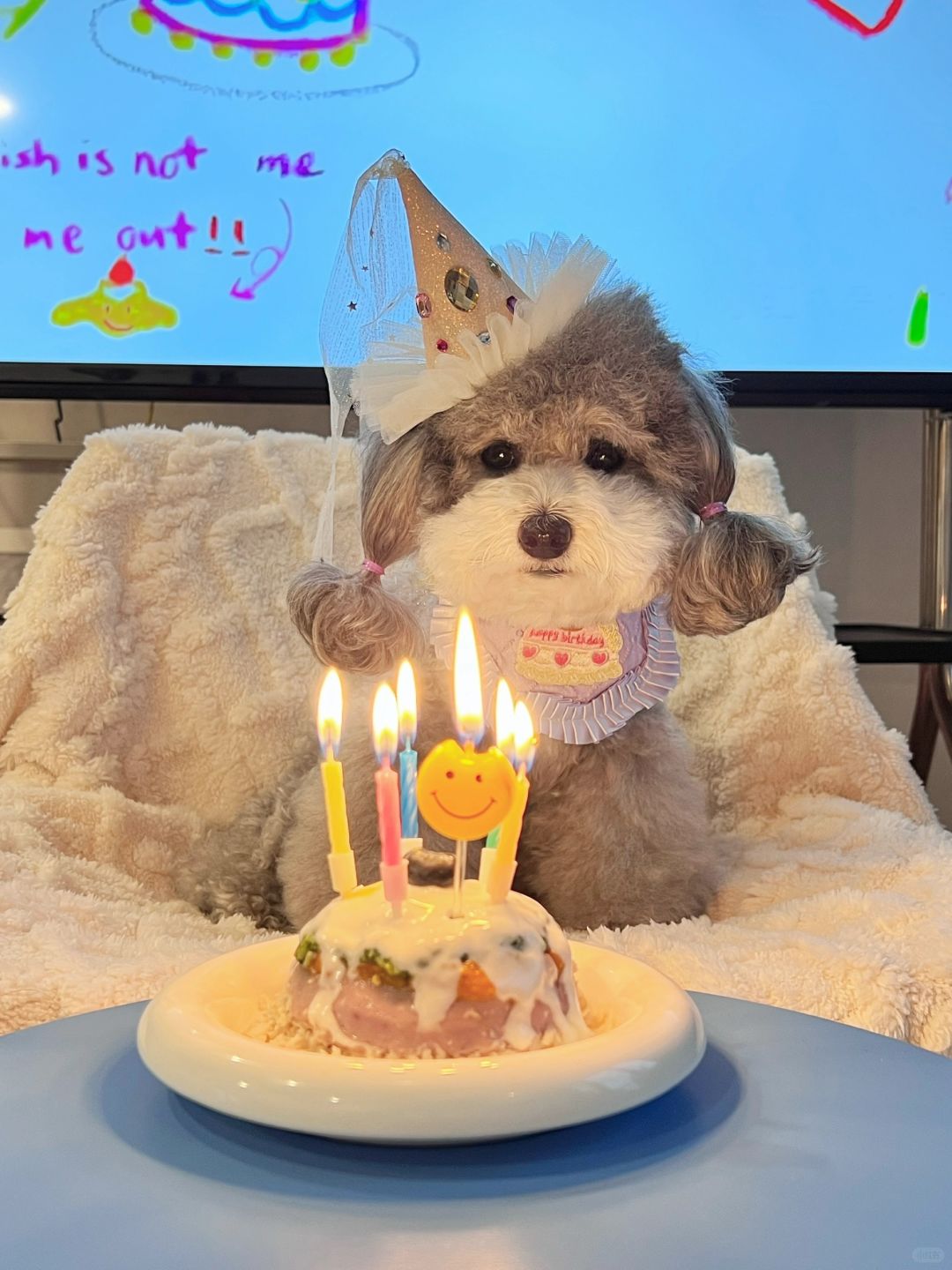 小狗今天7岁啦🎂