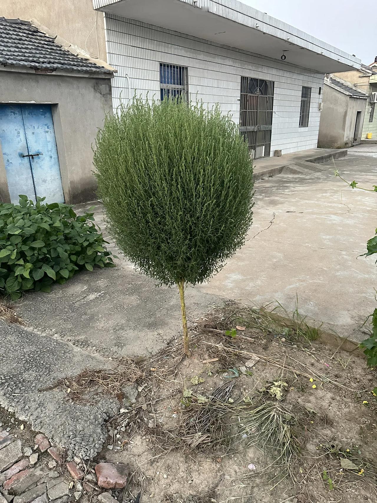 这是什么草？？？？？