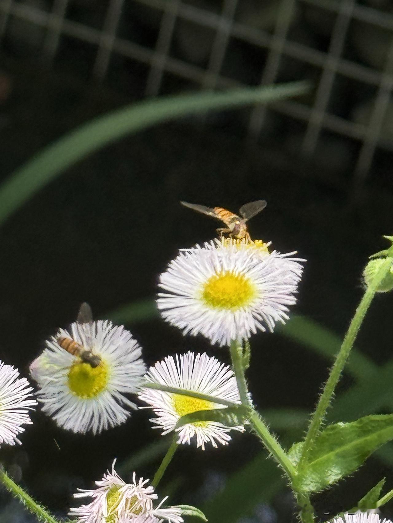 分享一张隨手拍的花