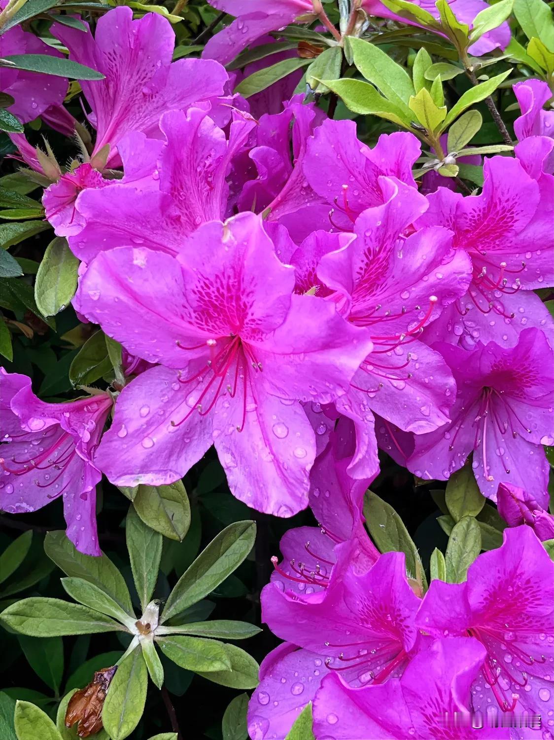 雨后杜鹃
#雨天的花儿# #风雨后的花草#