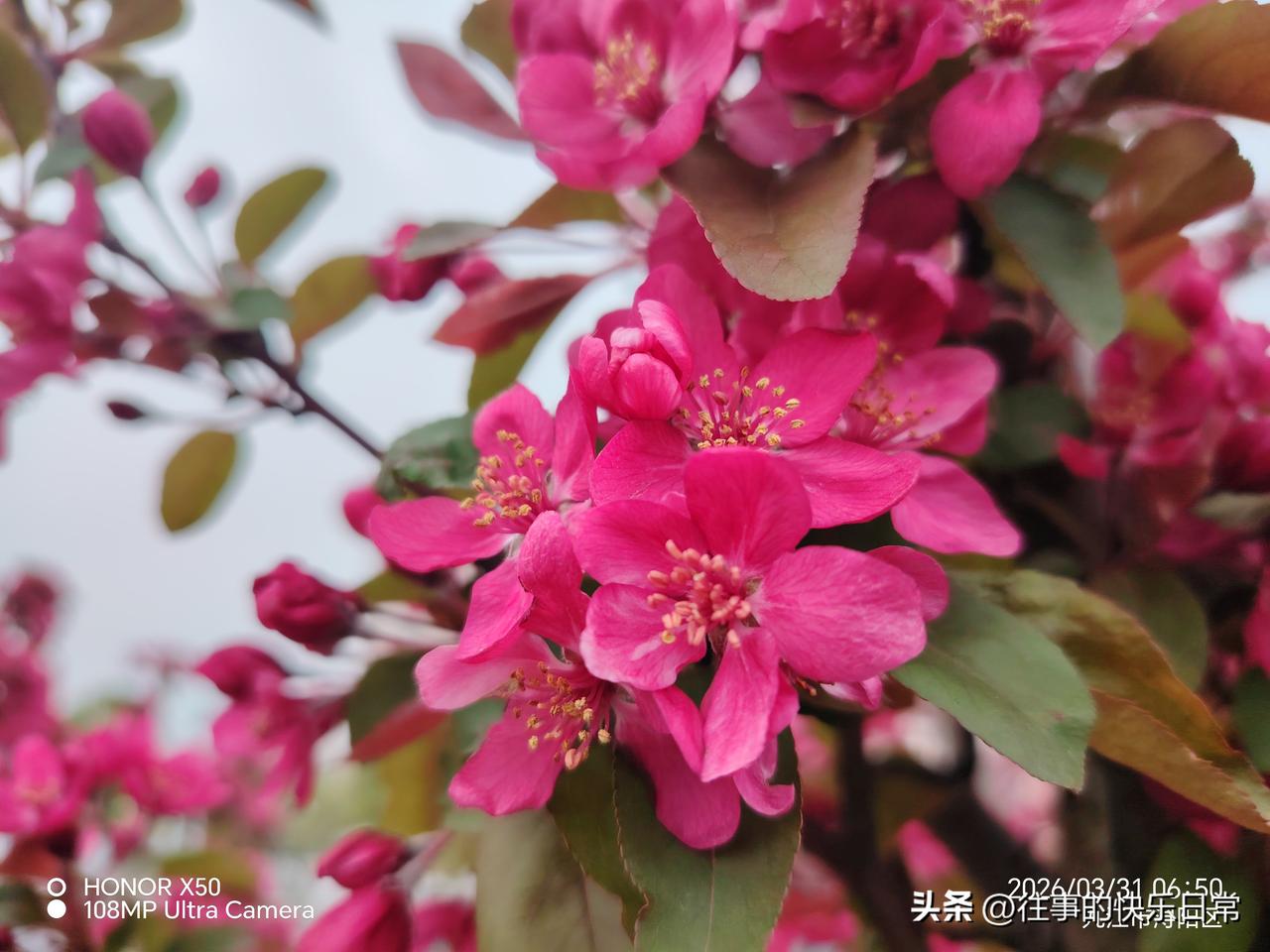 晒图笔记大赛3月31日长江岸边晨练赏花“晒图笔记大赛”