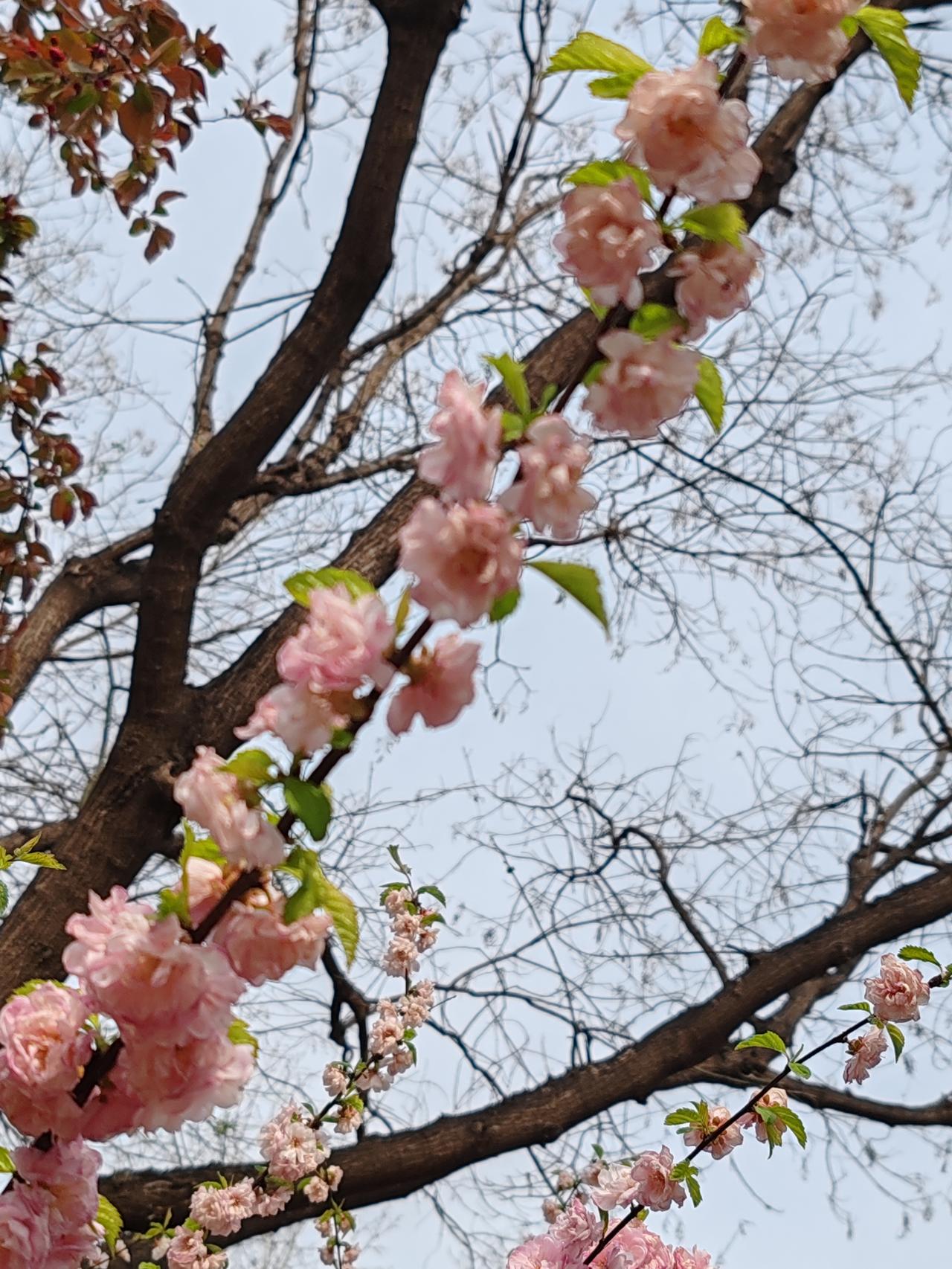 晒图笔记大赛春天的随手拍。