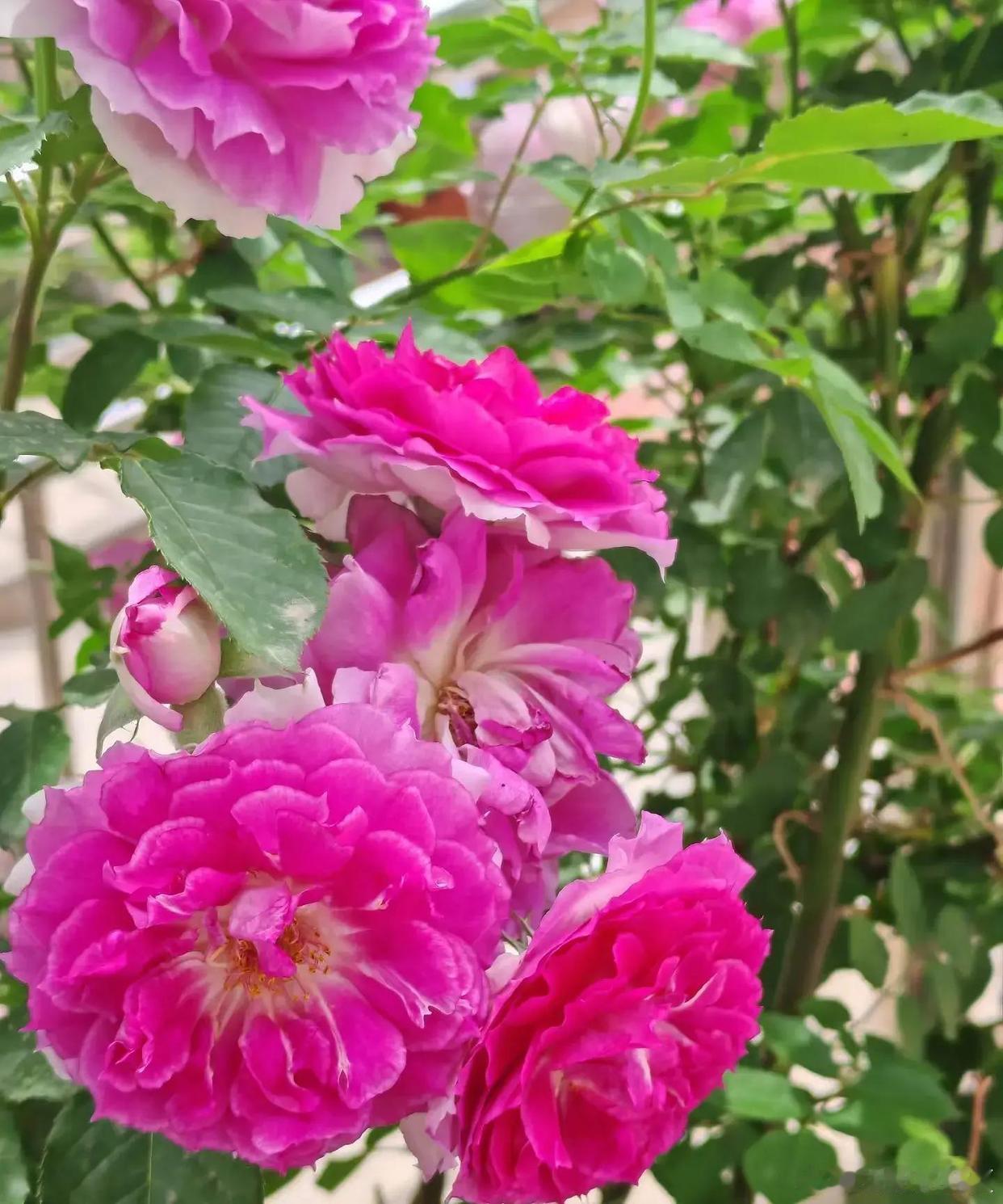 风有信，花有期，夏意正浓～寻美河南