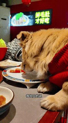 天呐！带狗吃涮肉、让狗舔盘子的女子，这不是她第一次带狗进饭店，从她个人主页的视频