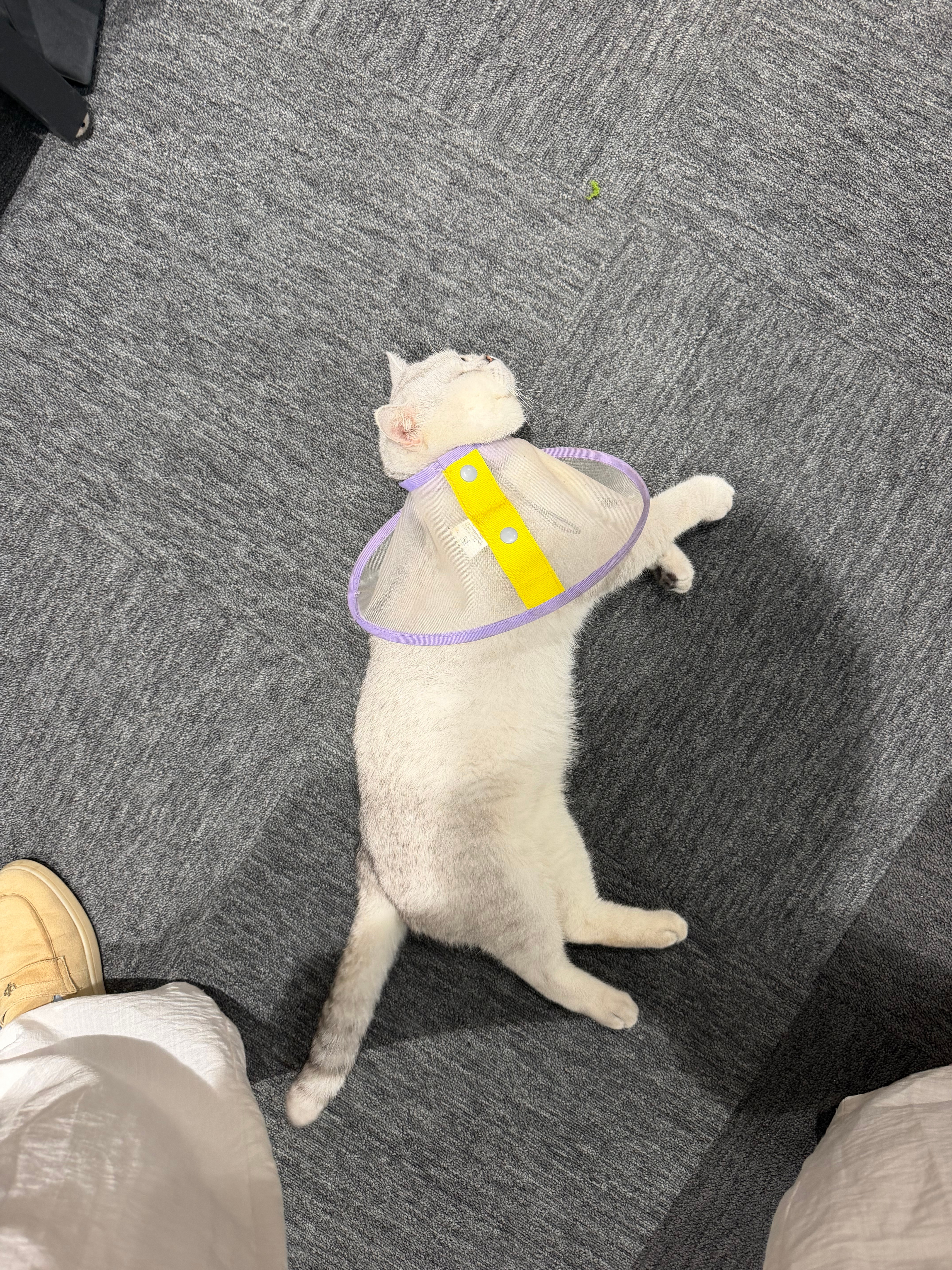 虽然我知道明天就放假了，但是金瓜你也不能随地大小躺吧你先起来，让小助理先躺
