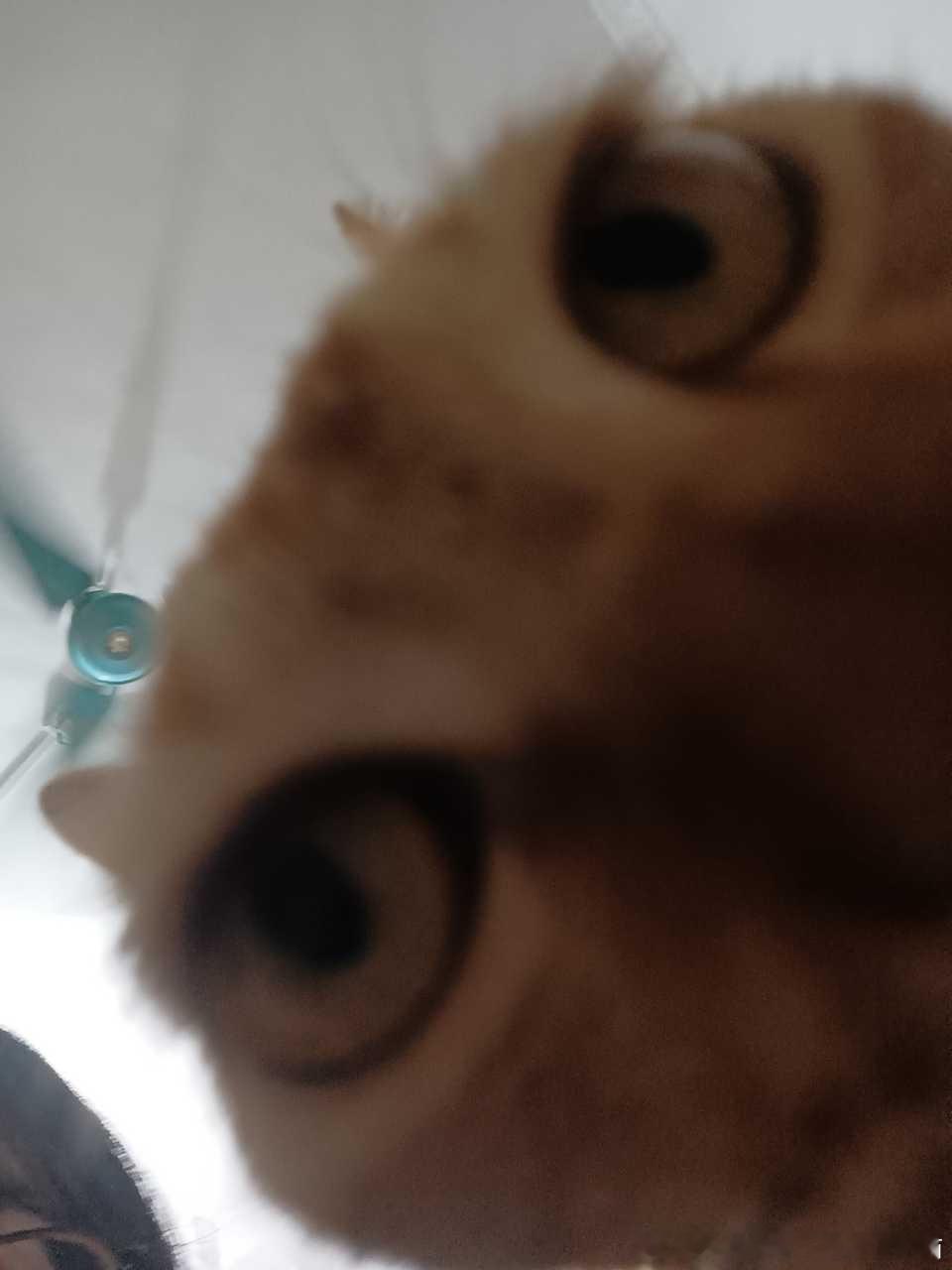 50590【丑猫】叫了几天都不去高考，心灵特坏拉屎从来不埋还坚持每日偷吃人类大米