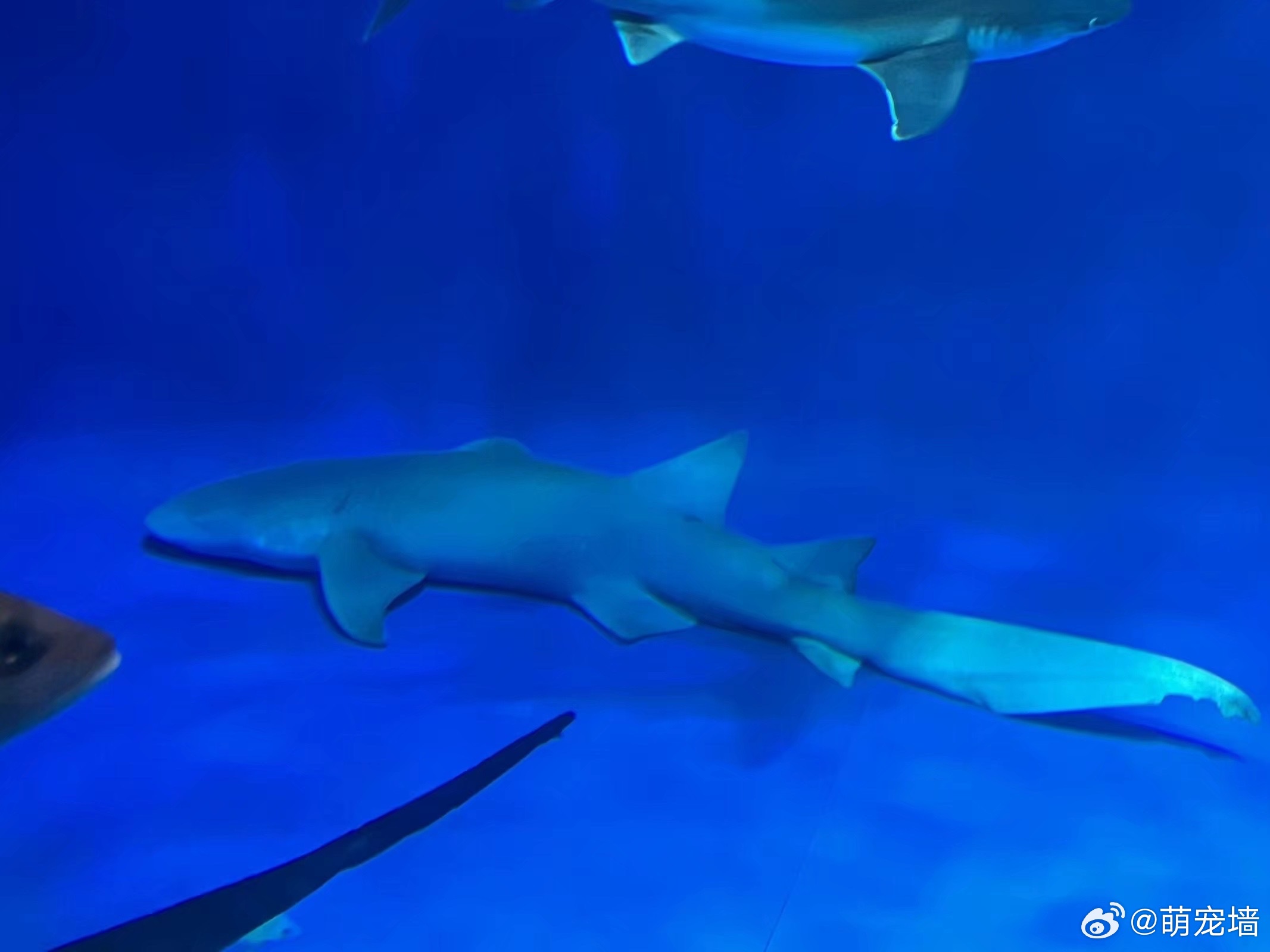 鲨睡觉，同事给盖被被 