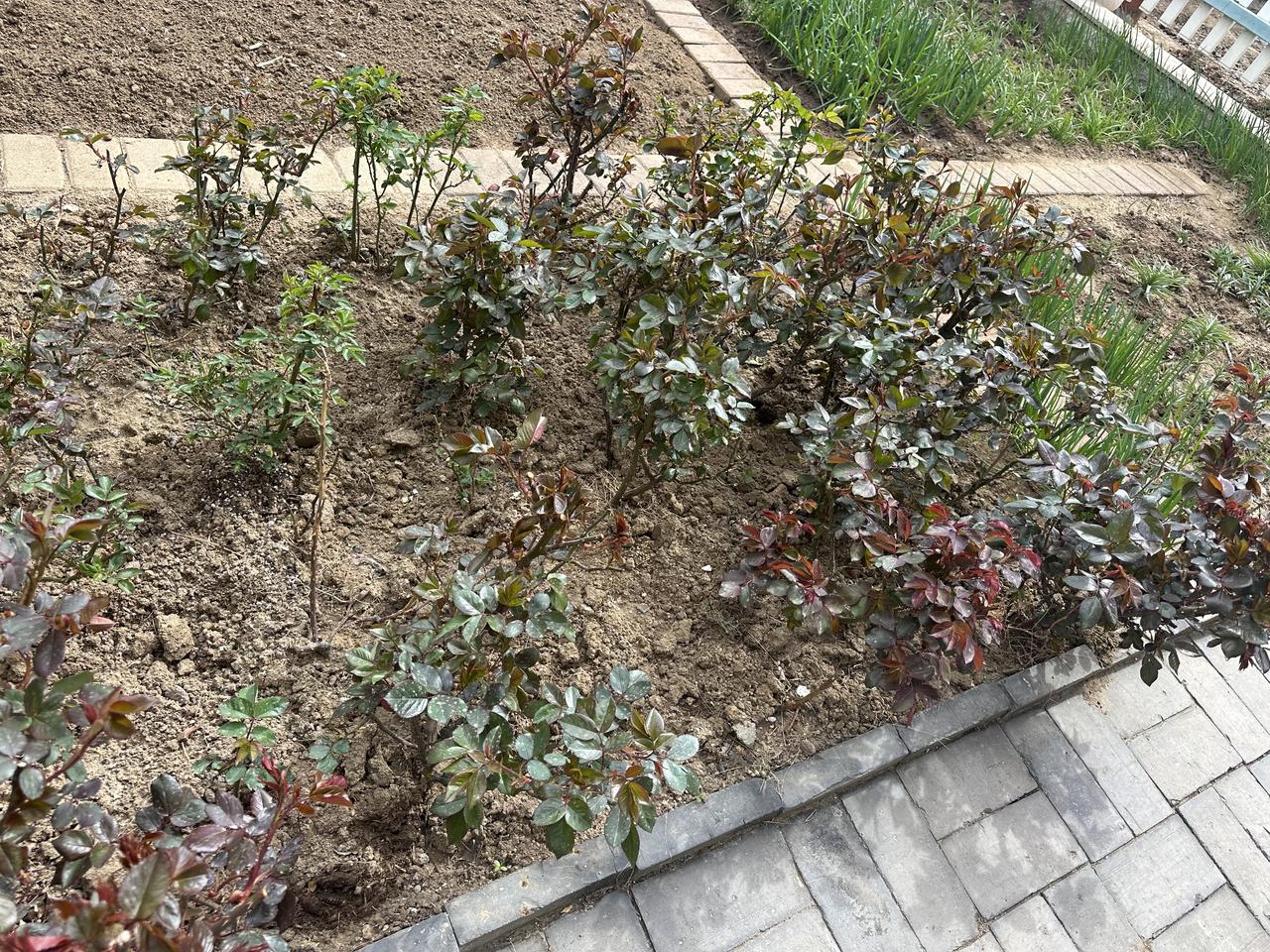 小菜园就像被施了魔法一般，瞬间热闹起来，焕发出了绿意盎然的勃勃生机。
每一片叶子