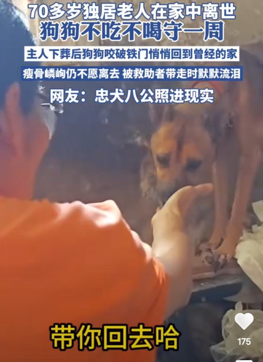 70多岁独居老人在家中离世，狗狗不吃不喝守一周，主人下葬后狗狗咬破铁门悄悄回到曾