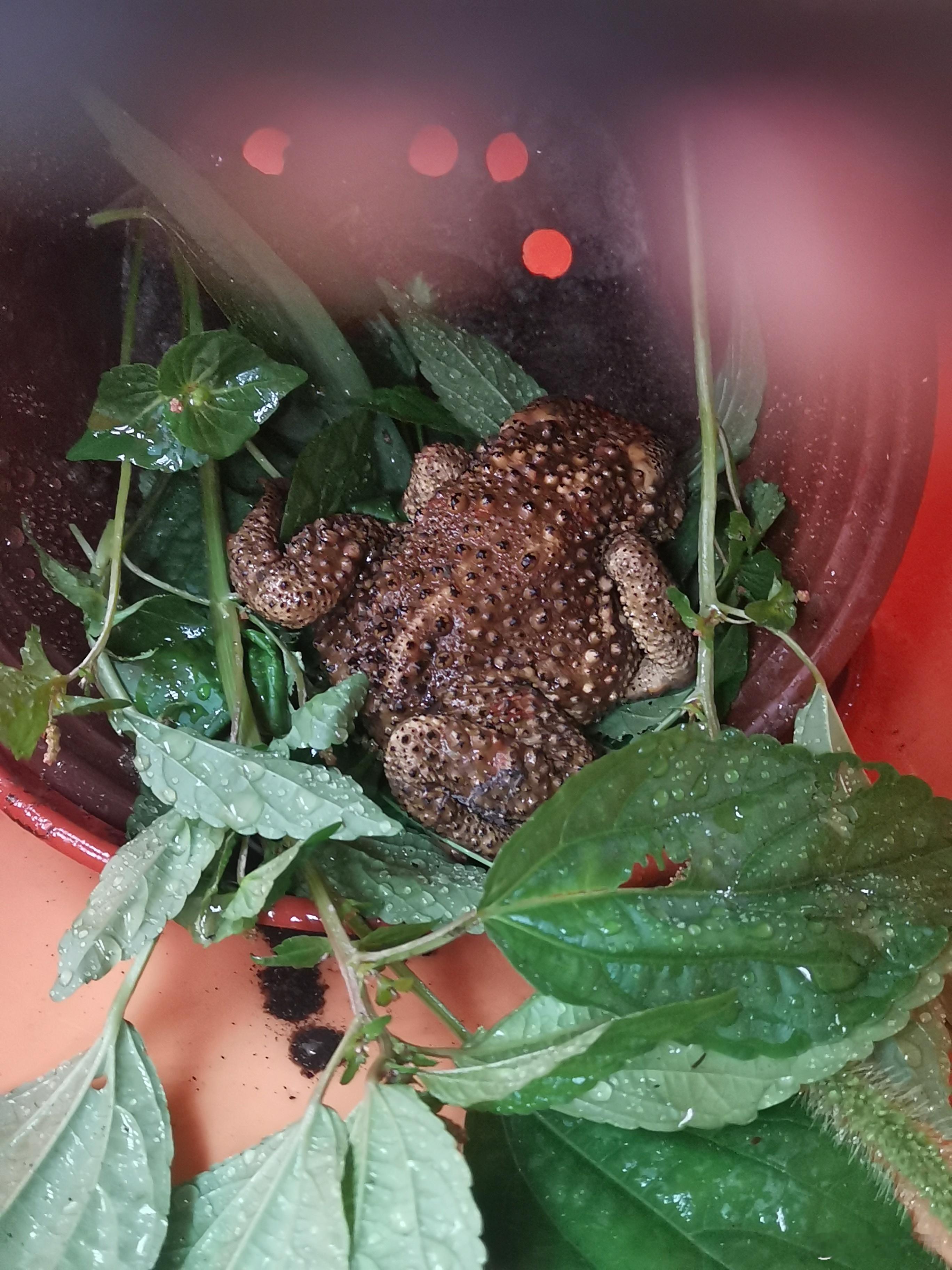 癞宝怕是凶多吉少了给娃抓的虫也不吃，咋喝水也不知道。用花盆和湿泥沙给娃做了个窝，