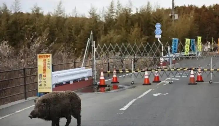 日本福岛核废区野猪变成“超级猪”
 
福岛核废区的野猪，真的成了“超级猪”！不是
