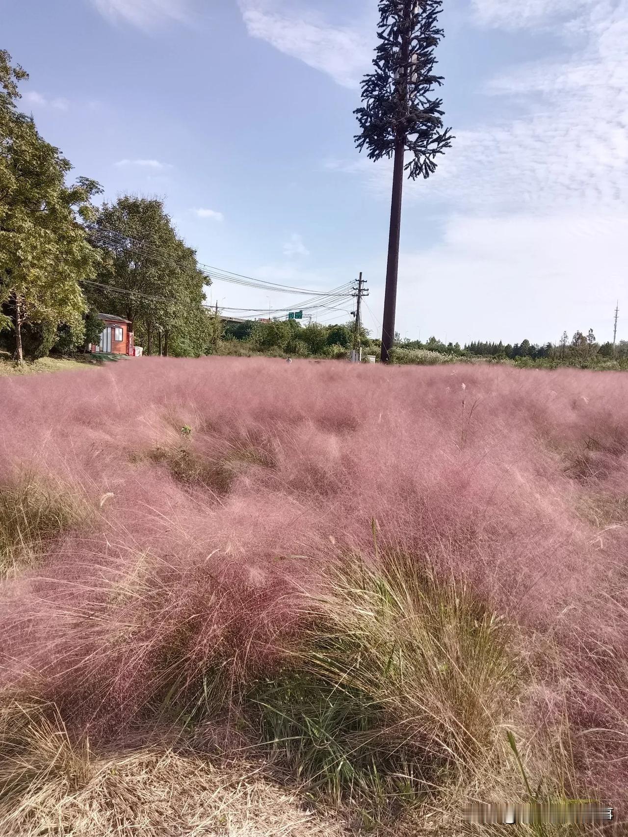 粉黛子花海和江边美景
晒晒我相册里最美的风景 出去赏花看风景 看美景赏花海 
这