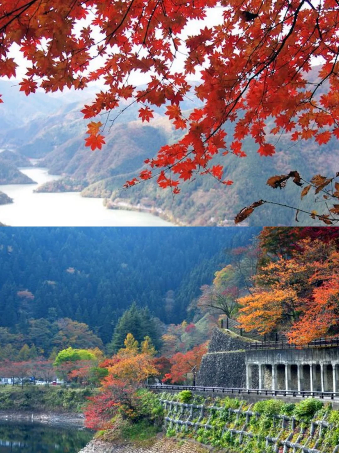 2024日本赏枫时间线！枫叶预测已出准备出发