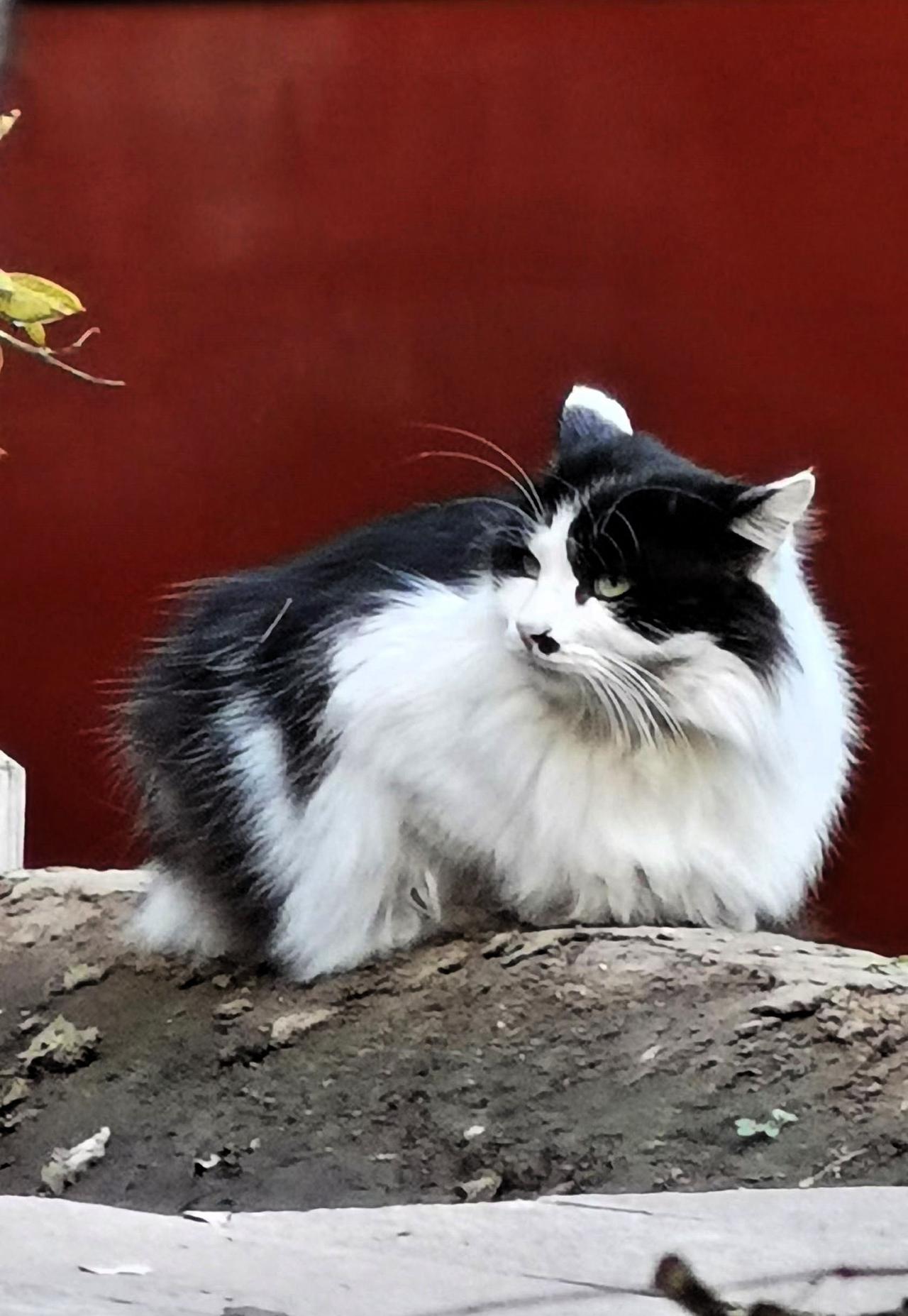 有喜欢治愈系又可爱的猫咪的吗?
黑白相间的可爱猫咪，慵懒地趴在土堆上，享受着阳光