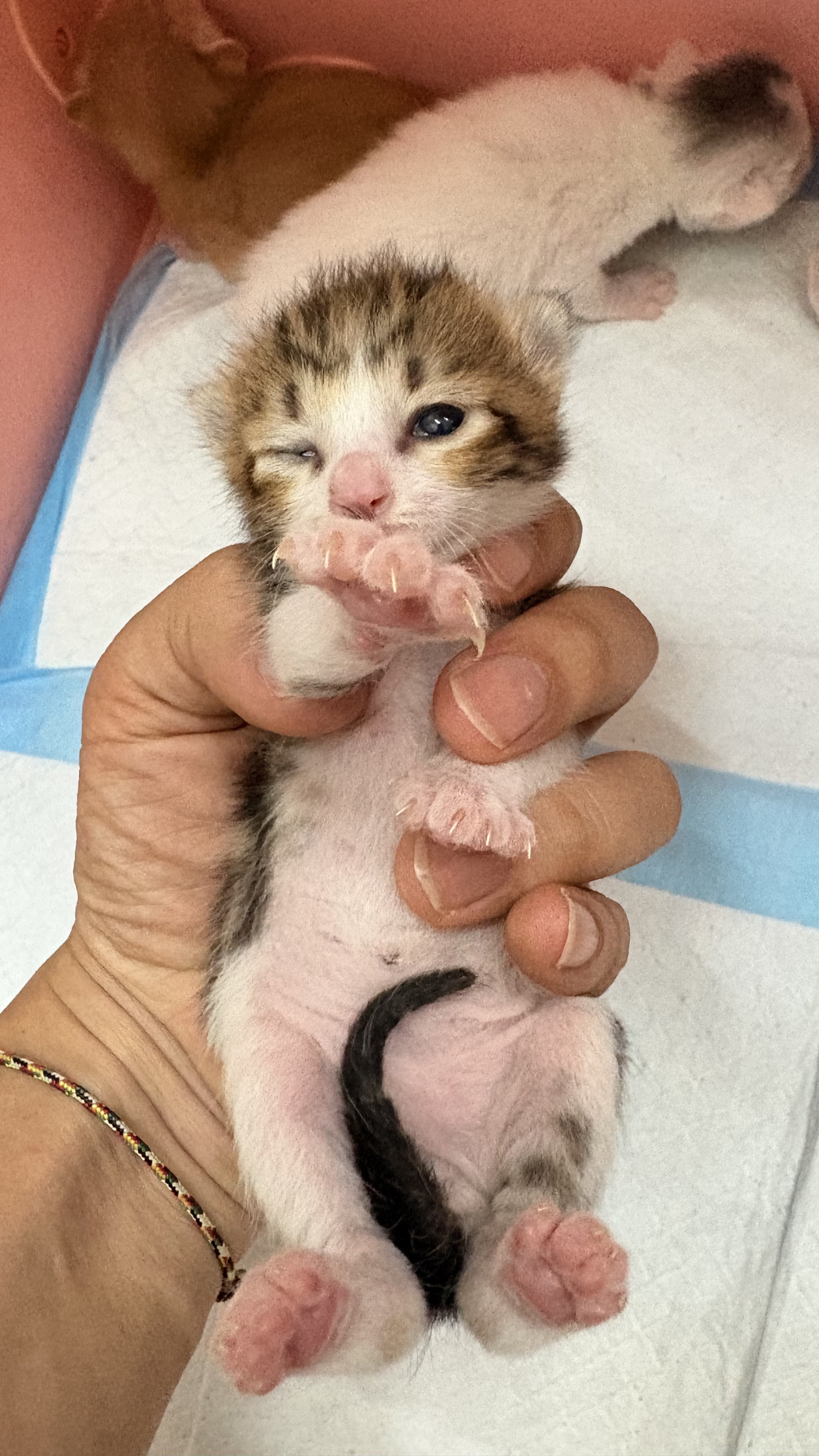 着急看这个世界的小猫咪,偷偷先睁开了一个眼。深圳领养