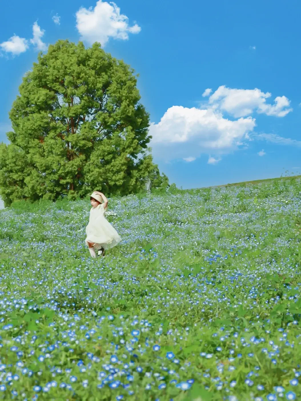 成都遛娃✅｜闯入一片喜林草盛开的蓝色海洋~