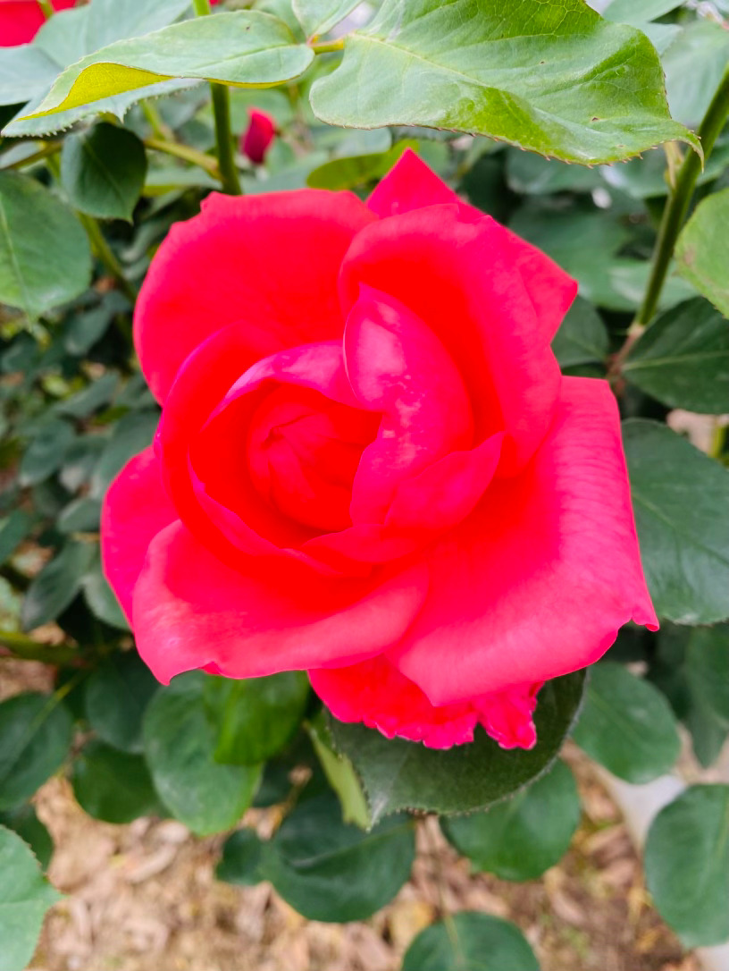 生活手记记录真实生活摄影摄影摄影 《粉扇赞：倾城的中国娇女》你从南阳的泥土中苏醒