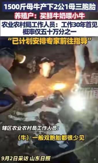 “解释不清了！”山东日照，一头1500斤的怀孕母牛夜里躁动不安，竟一口气产下2公