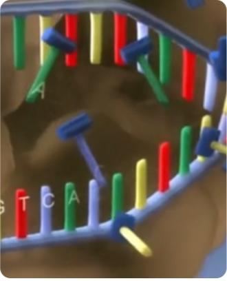 DNA双螺旋结构
1953年，一个注定载入科学史册的年份——詹姆斯·沃森与弗朗西