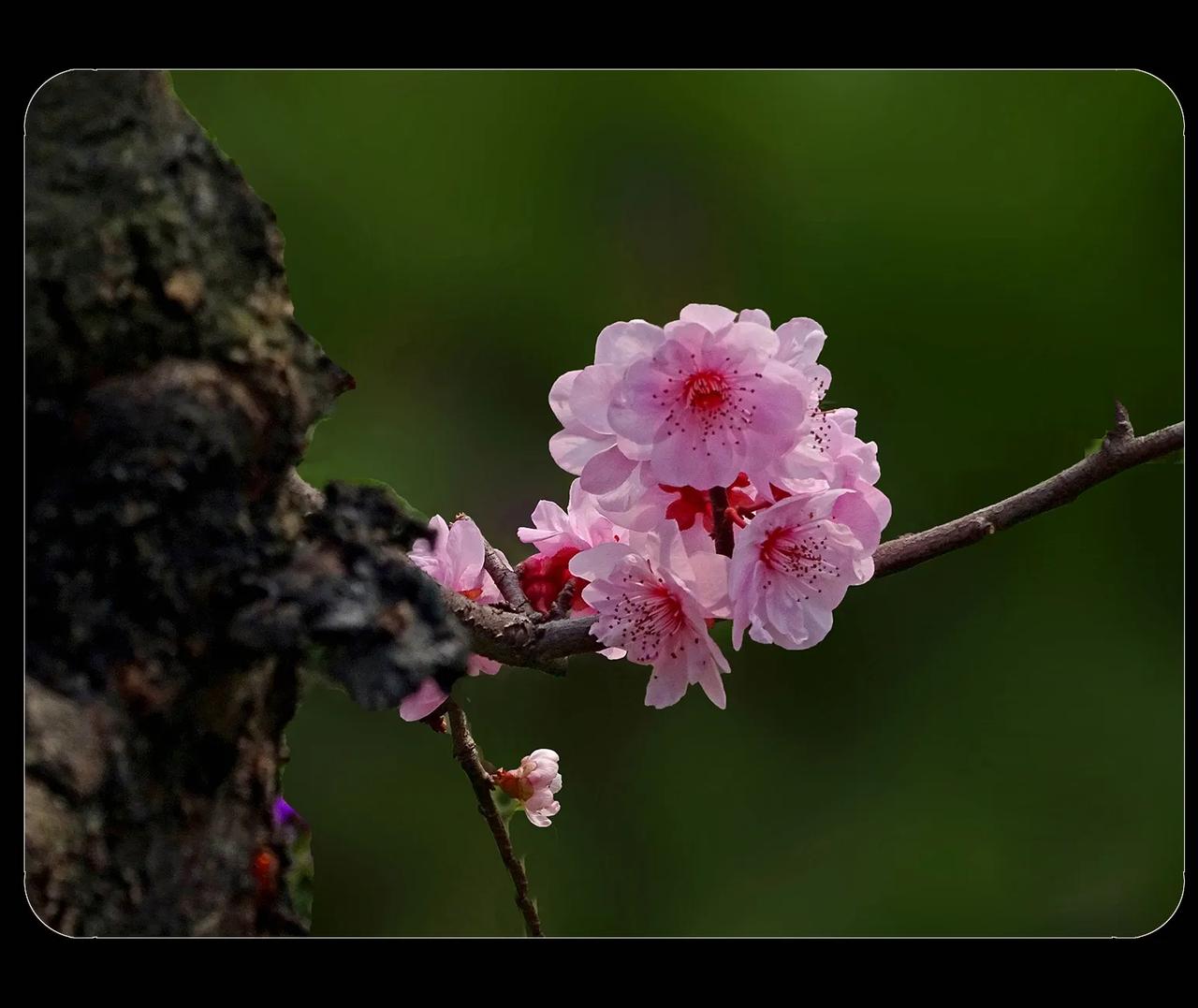 《梅花》
梅花之韵，那是一种独特的美。它不同于百花争艳时的绚烂，而是在寒冬独自绽