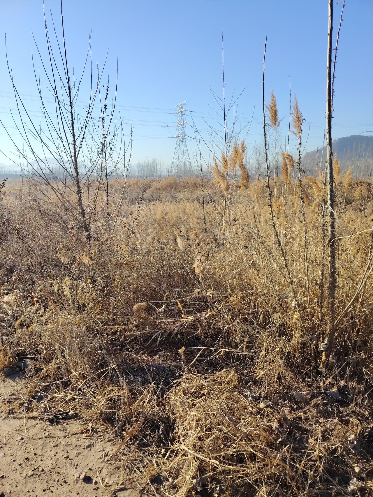 冬日生活打卡季 冬天到了，周遭满是枯枝败叶，可那野草却自带着一股倔强劲儿，在这萧