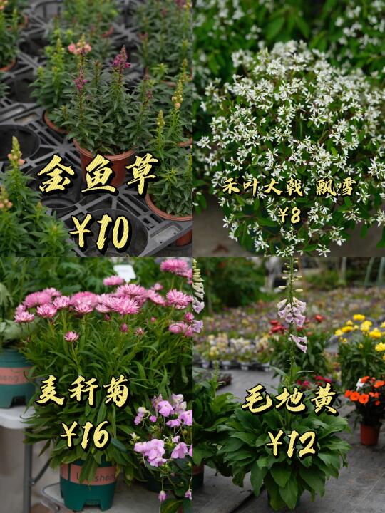 金鱼草、毛地黄…最低价10元1盆❗️❗️❗️