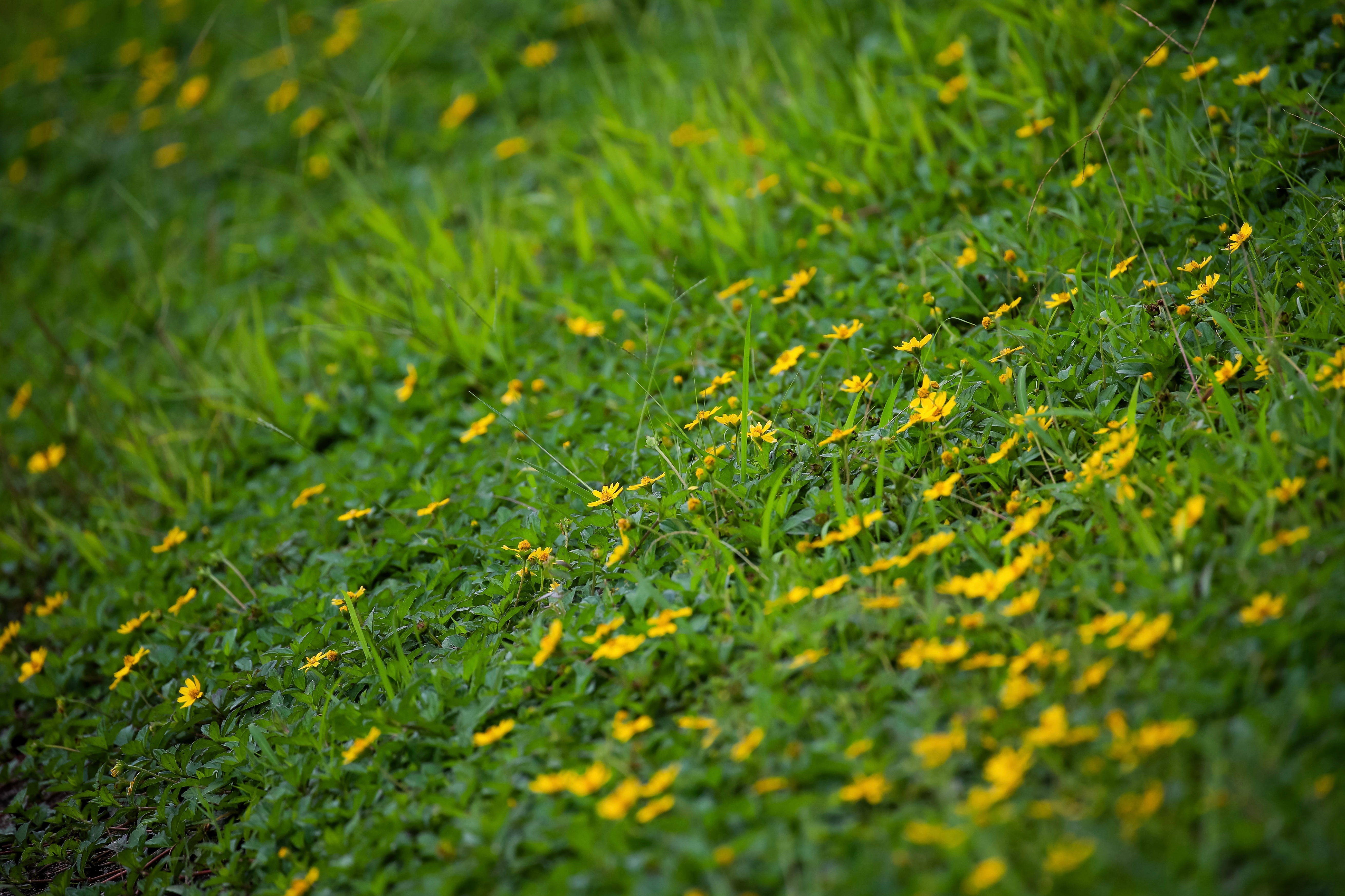 🌼 ​​​
