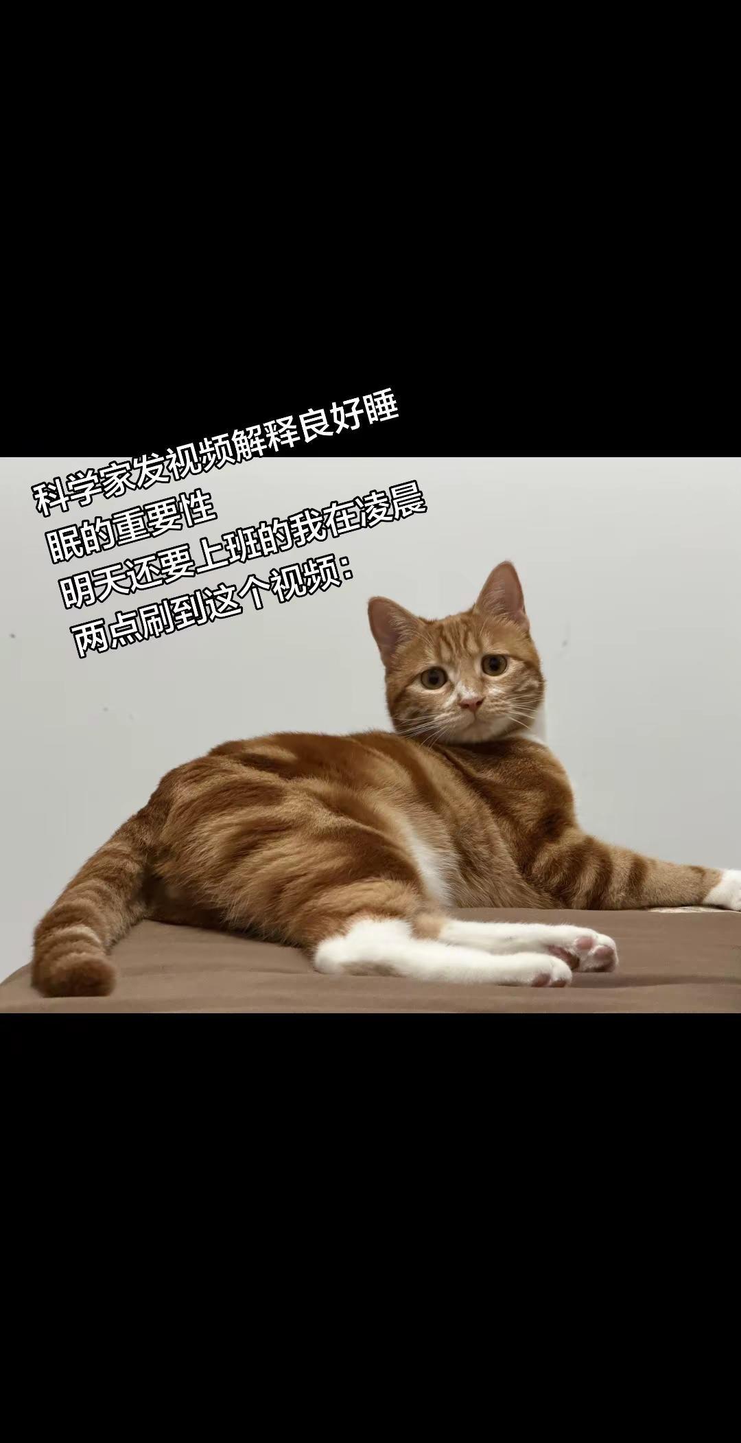 猫猫梗图18。大家可不能熬夜，不然就只能明天上班上学的时候睡了😈大橘为重 熬夜
