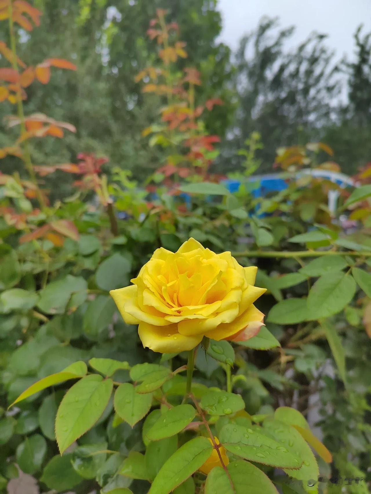 夏日生活打卡季盛夏的月季花开得特别热闹，一团团的，颜色也丰富，有红色的、紫色的，